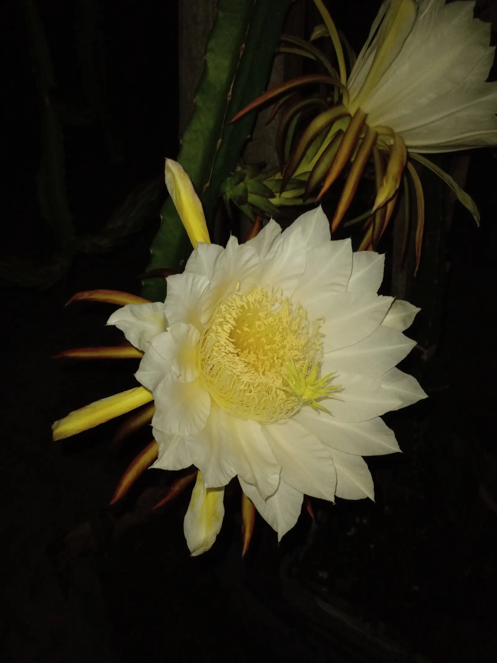 Dragon Fruit (Hylocereus Undatus) — opening for a single evening before wilting at dawn