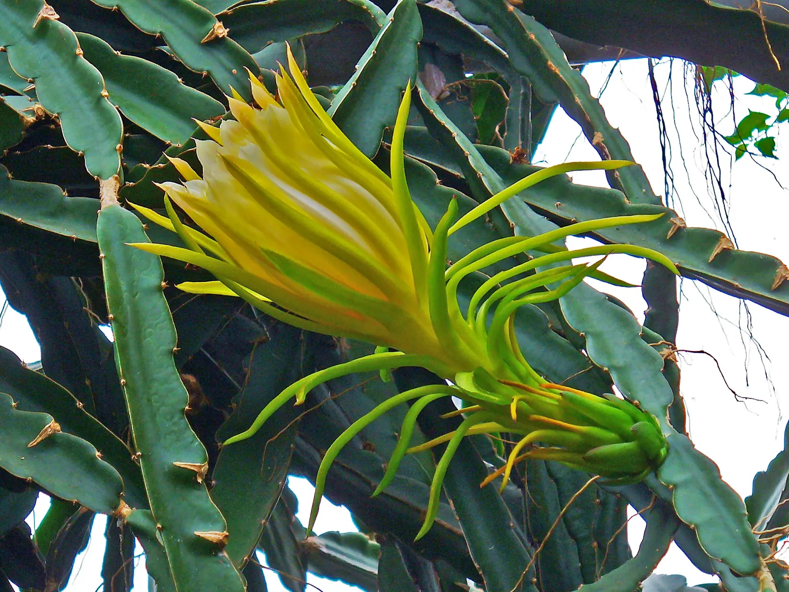 Dragon Fruit (Hylocereus Undatus) — It thrives in warm climates (USDA zones 10-11) with full to partial sun; its fleshy stems span up to 6 inches, image 83
