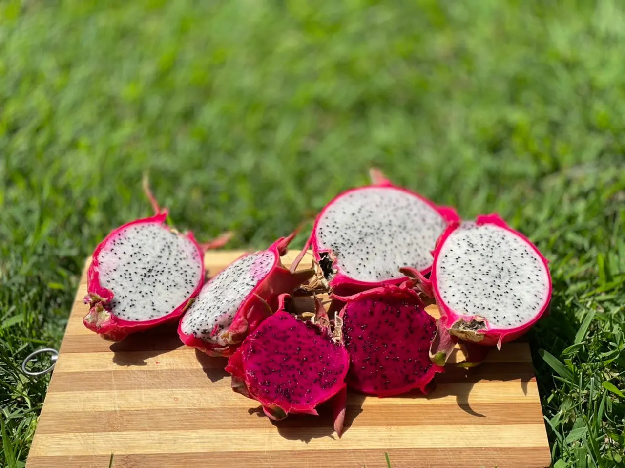 Dragon Fruit (Hylocereus Undatus) — nocturnal blooms are up to 14 inches wide; monthly fertilization with a balanced, low-nitrogen blend during the growing