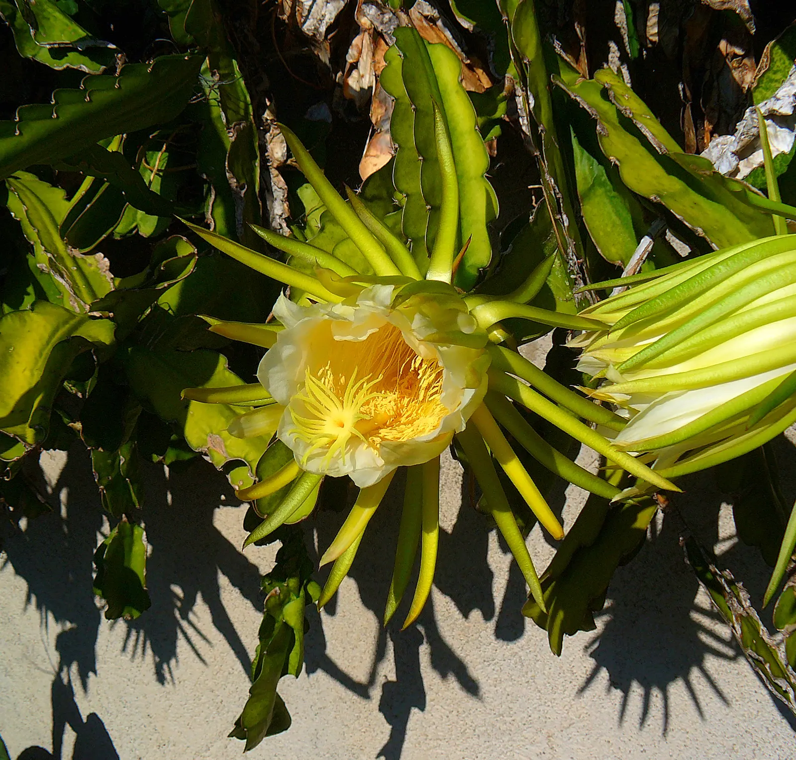 Dragon Fruit (Hylocereus Undatus) — opening for a single evening before wilting at dawn; it thrives in warm climates (USDA zones 10-11) with full, image 74