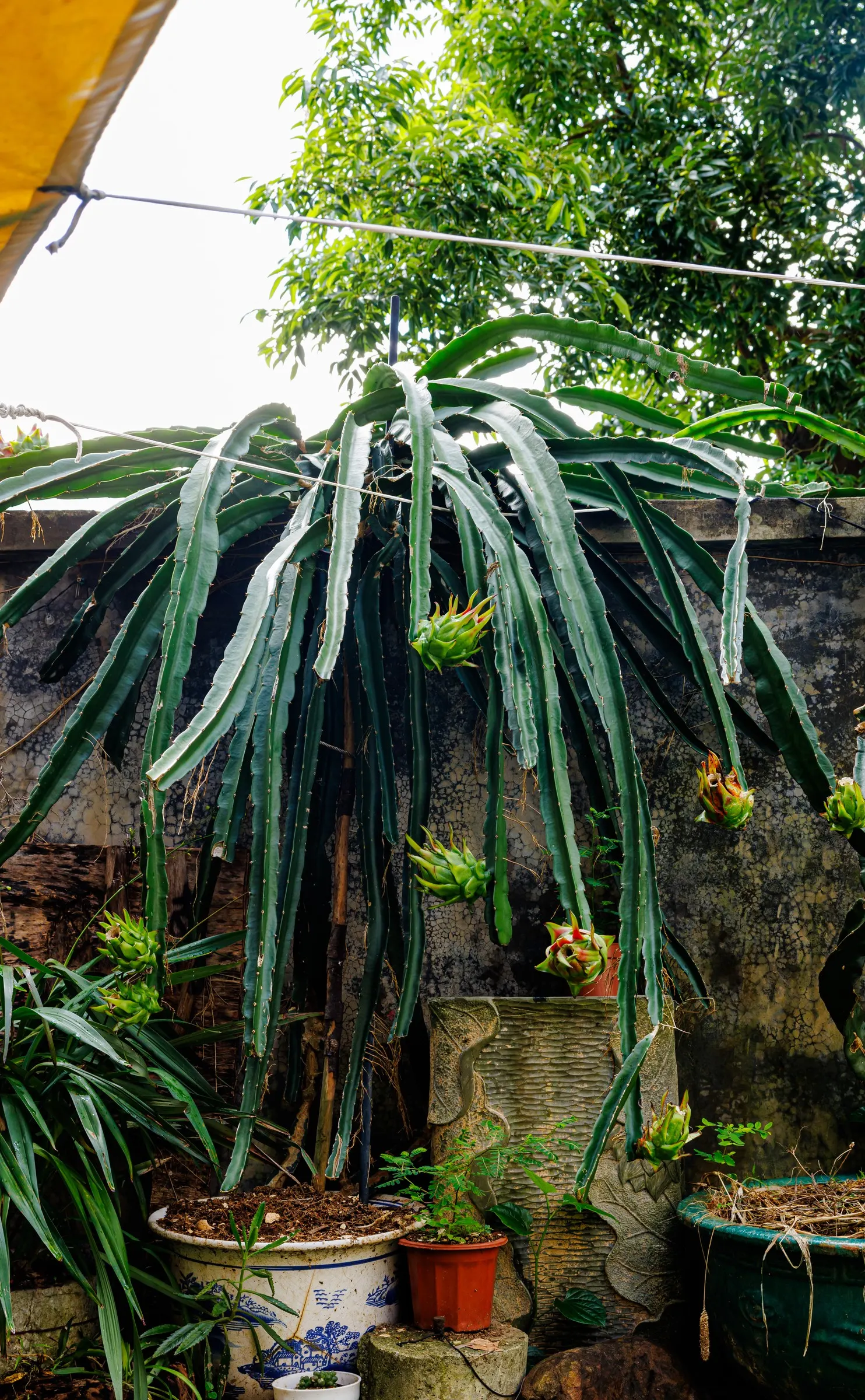 Dragon Fruit (Hylocereus Undatus) — They set the scene for the plant's signature fruit, which matures 30 to 50 days post-pollination