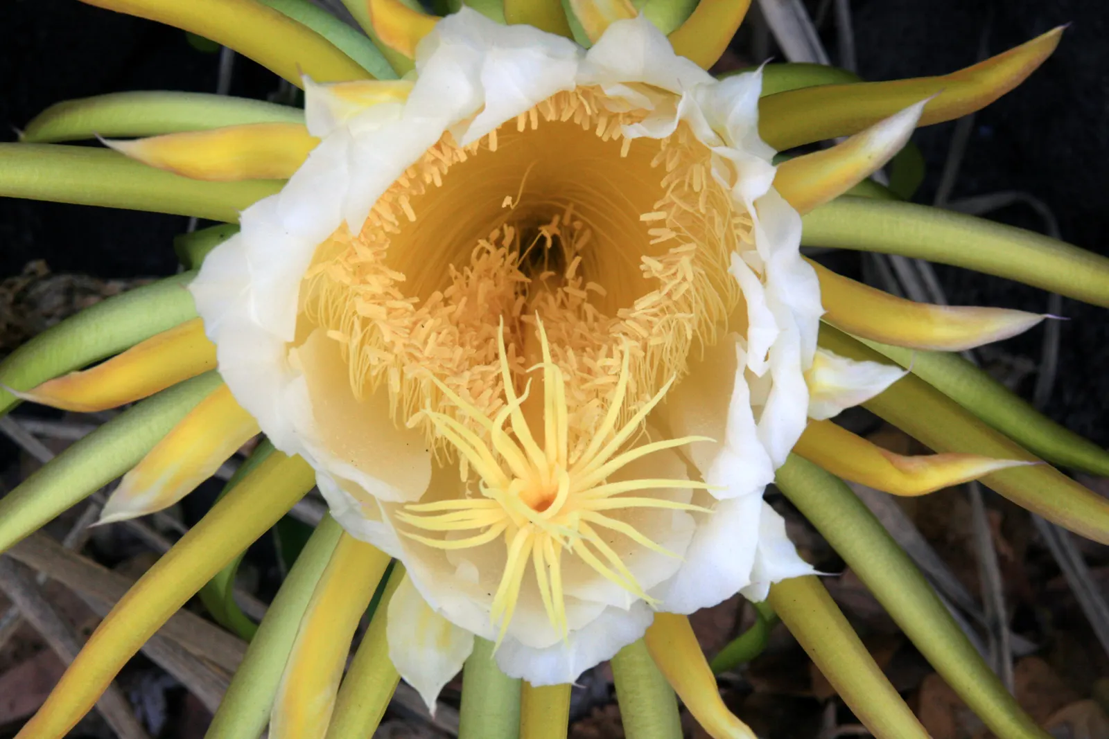 Dragon Fruit (Hylocereus Undatus) — fleshy red and green exterior, image 77