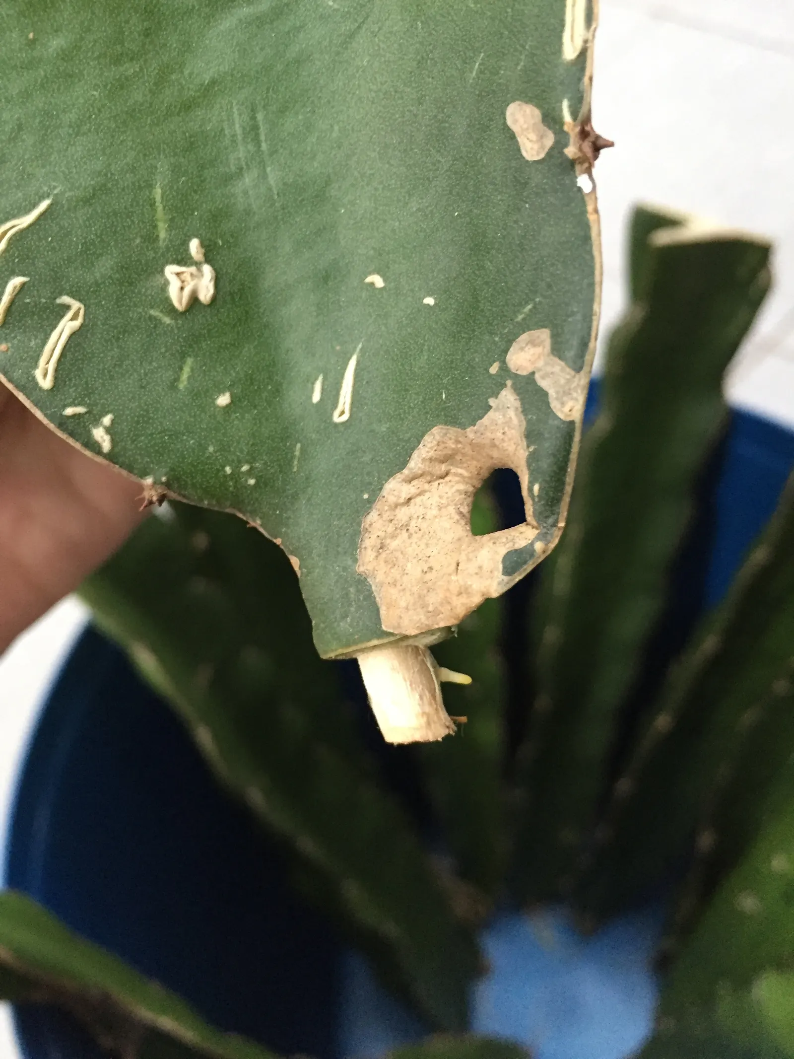 Dragon Fruit (Hylocereus Undatus) — The Dragon Fruit (Hylocereus undatus) is a tropical climbing cactus that can reach up to 20 feet; while its striking fruit