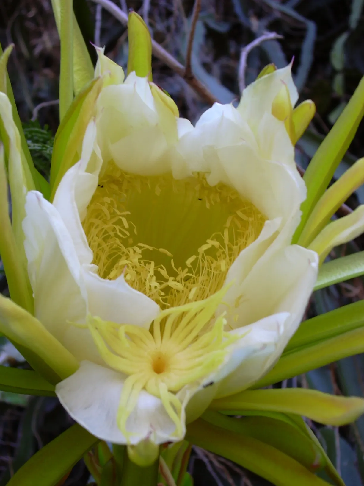 Dragon Fruit (Hylocereus Undatus) — warranting careful placement in the garden; cactus / vine for full