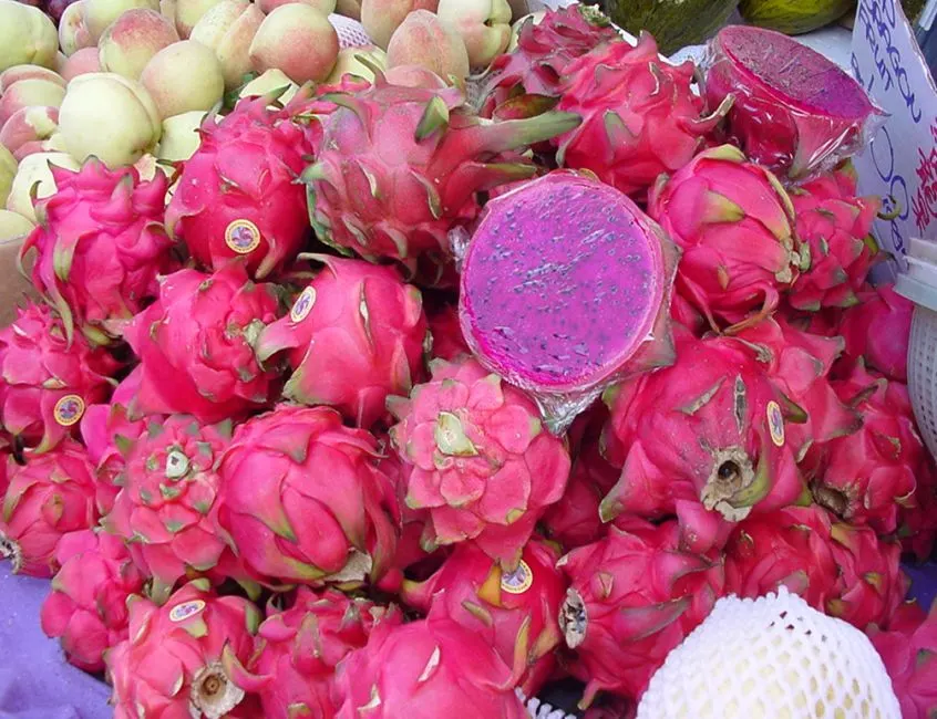 Dragon Fruit (Hylocereus Undatus) — known for its night-blooming flowers and distinctive fruit