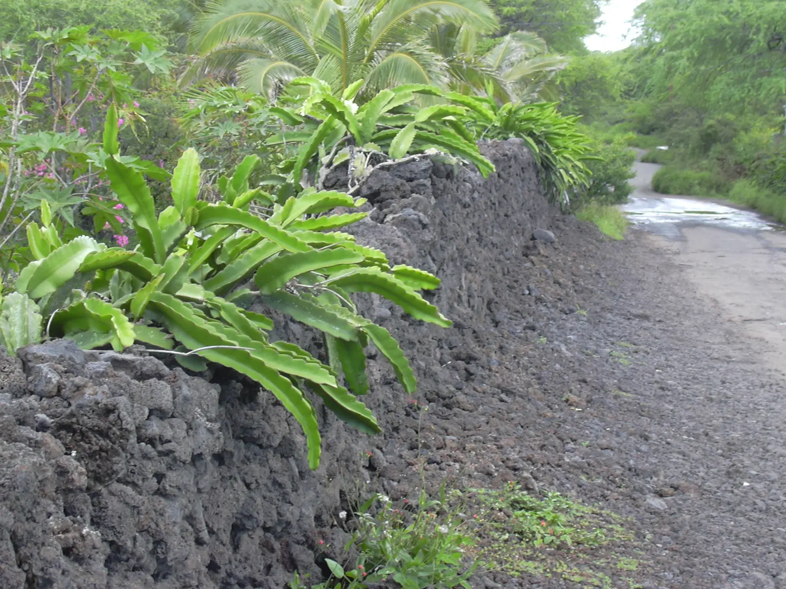 Dragon Fruit (Hylocereus Undatus) — ideally away from high-traffic areas; presents a charismatic addition to any landscape