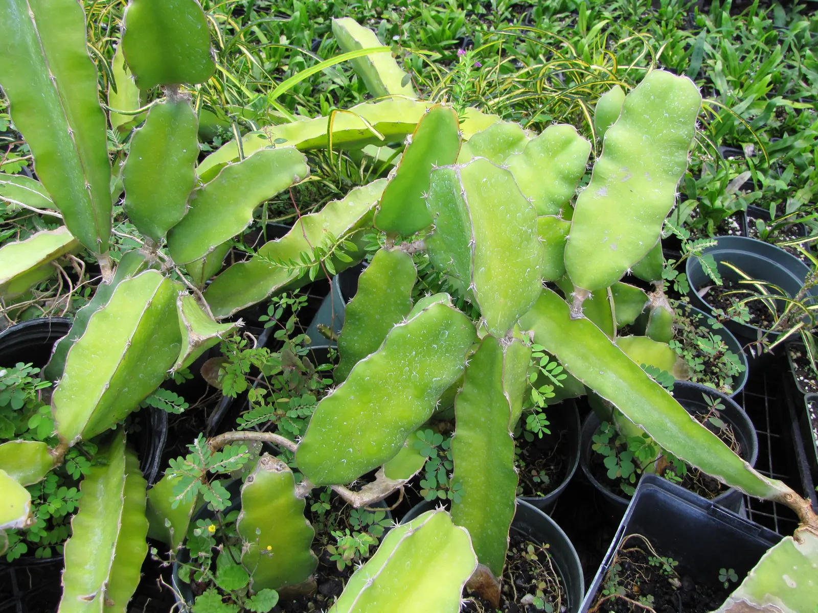 Dragon Fruit (Hylocereus Undatus) — ideally away from high-traffic areas; presents a charismatic addition to any landscape, image 67
