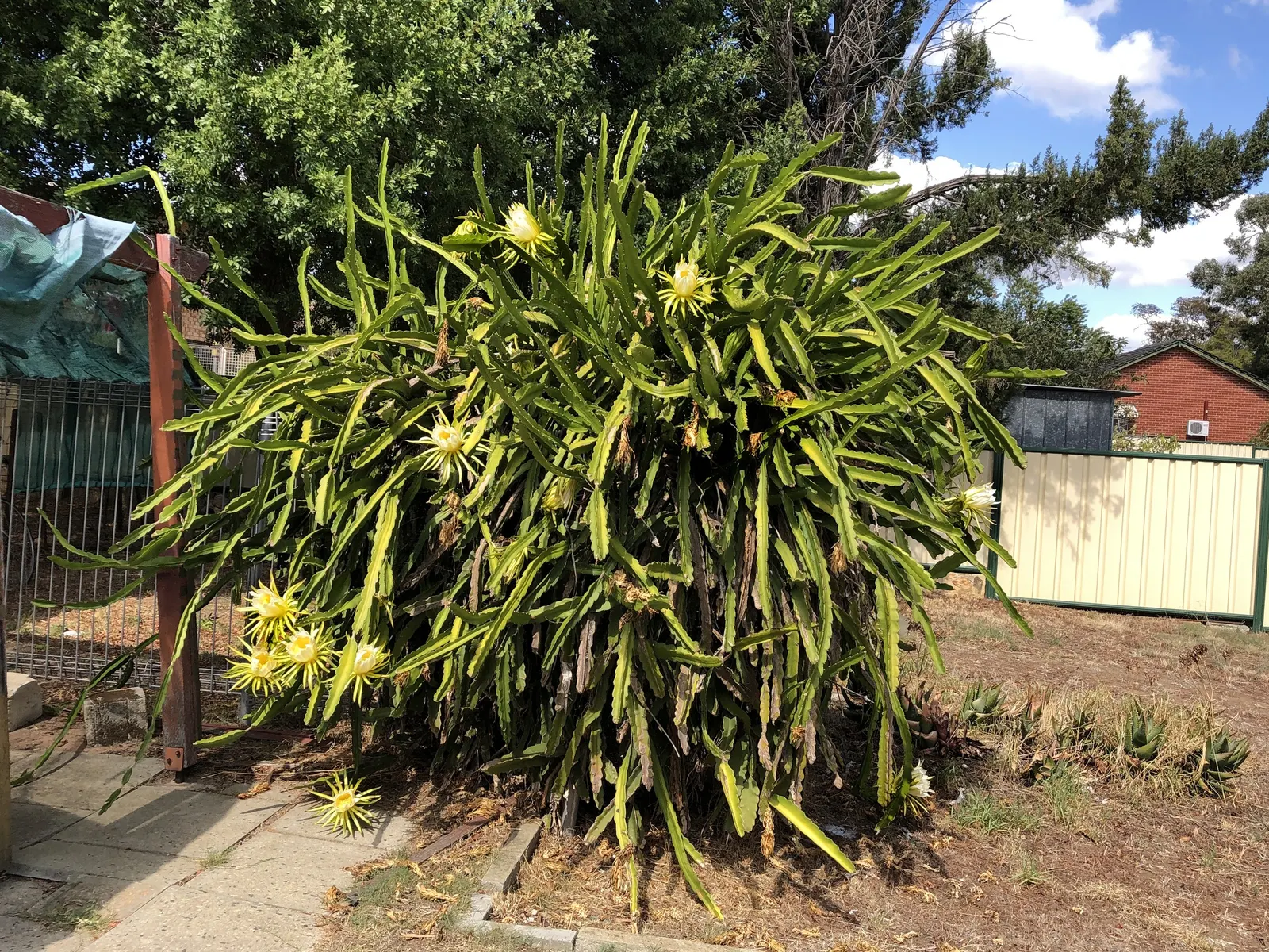 Dragon Fruit (Hylocereus Undatus) — as standing water can lead to root rot