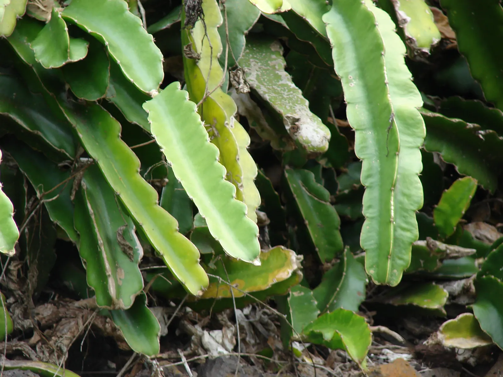 Dragon Fruit (Hylocereus Undatus) — cactus / vine with violet blooms; it's drought-tolerant once established but benefits from regular watering during dry