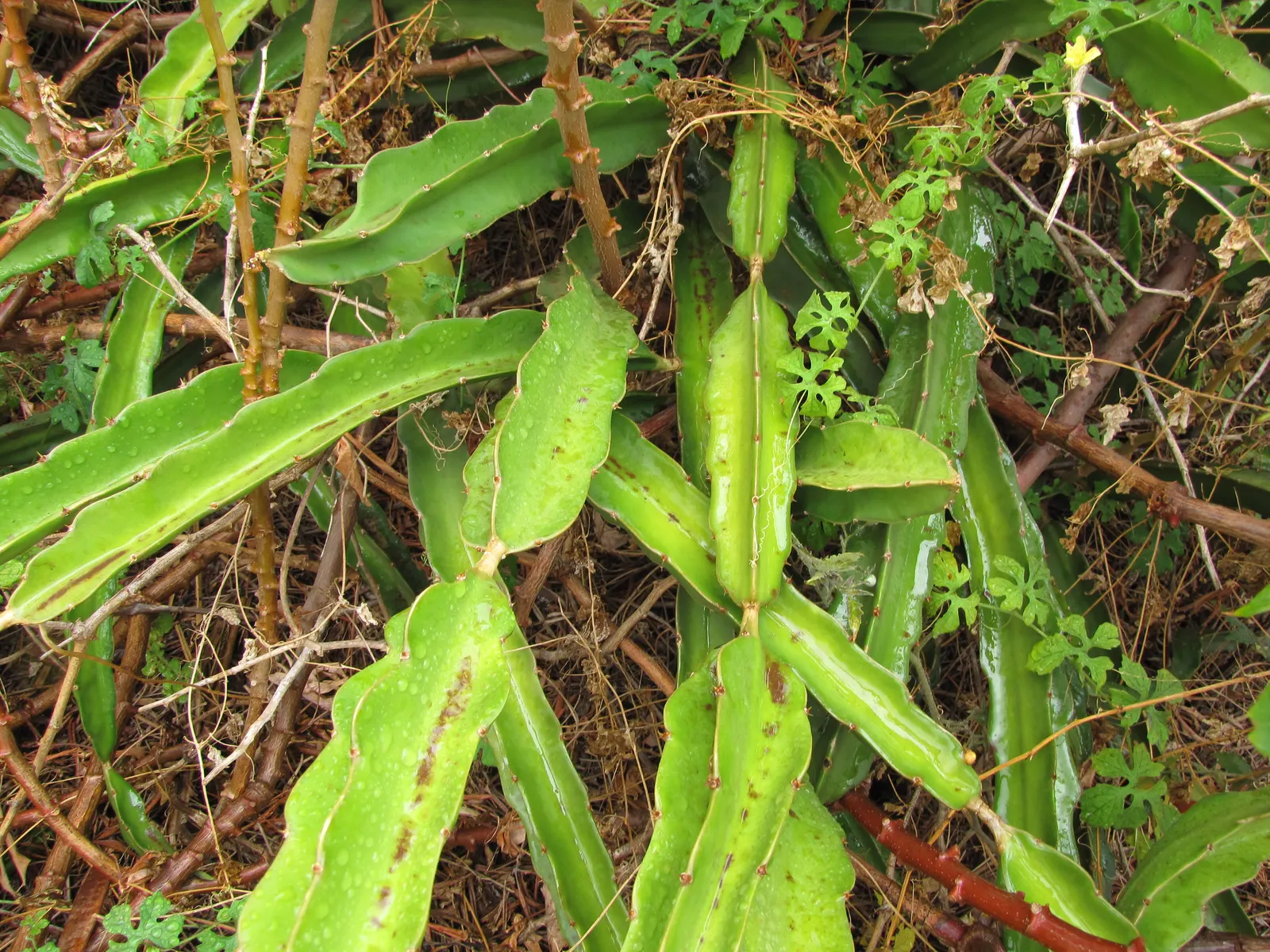 Dragon Fruit (Hylocereus Undatus) — this vining cactus requires a sturdy trellis or framework to climb; ideally away from high-traffic areas, image 64