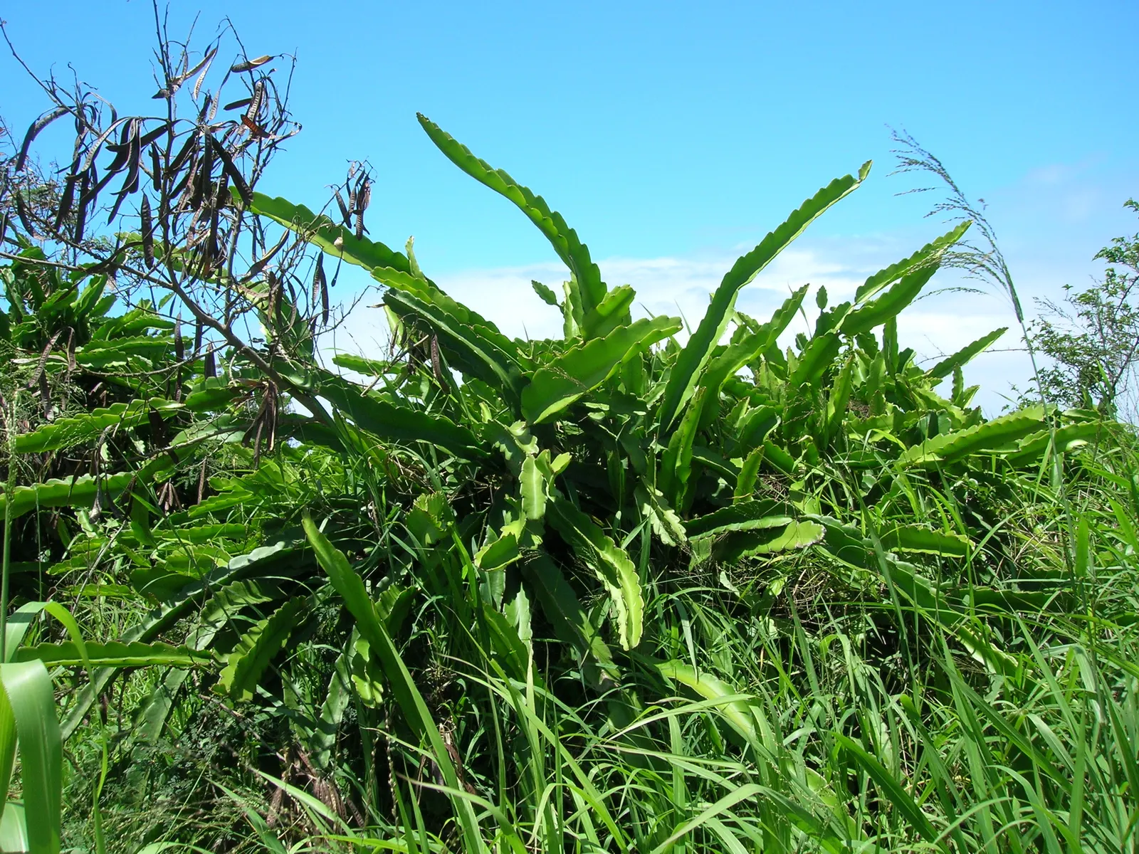 Dragon Fruit (Hylocereus Undatus) — The Dragon Fruit (Hylocereus undatus) is a tropical climbing cactus that can reach up to 20 feet; while its, image 55