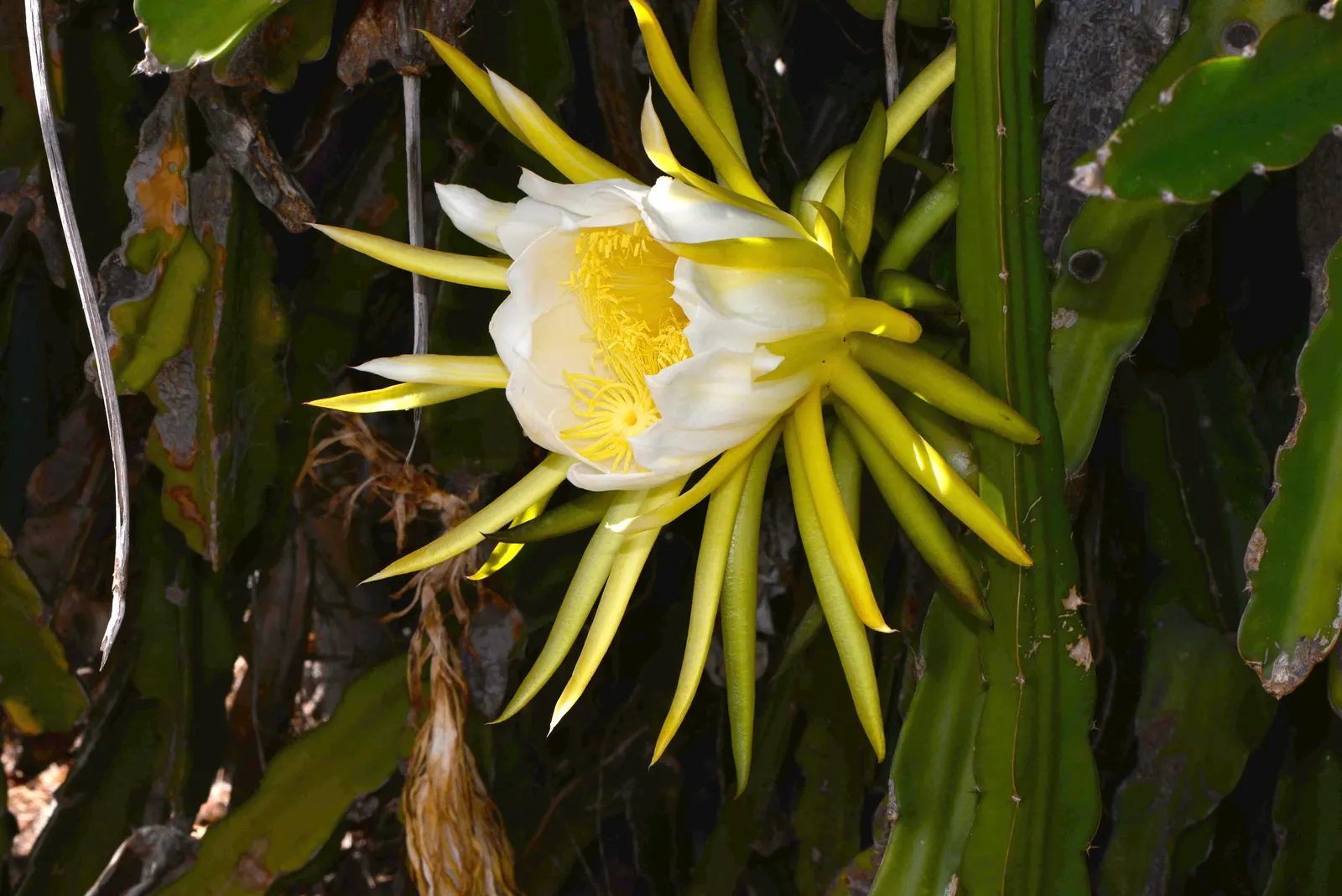 Dragon Fruit (Hylocereus Undatus) — presents a charismatic addition to any landscape
