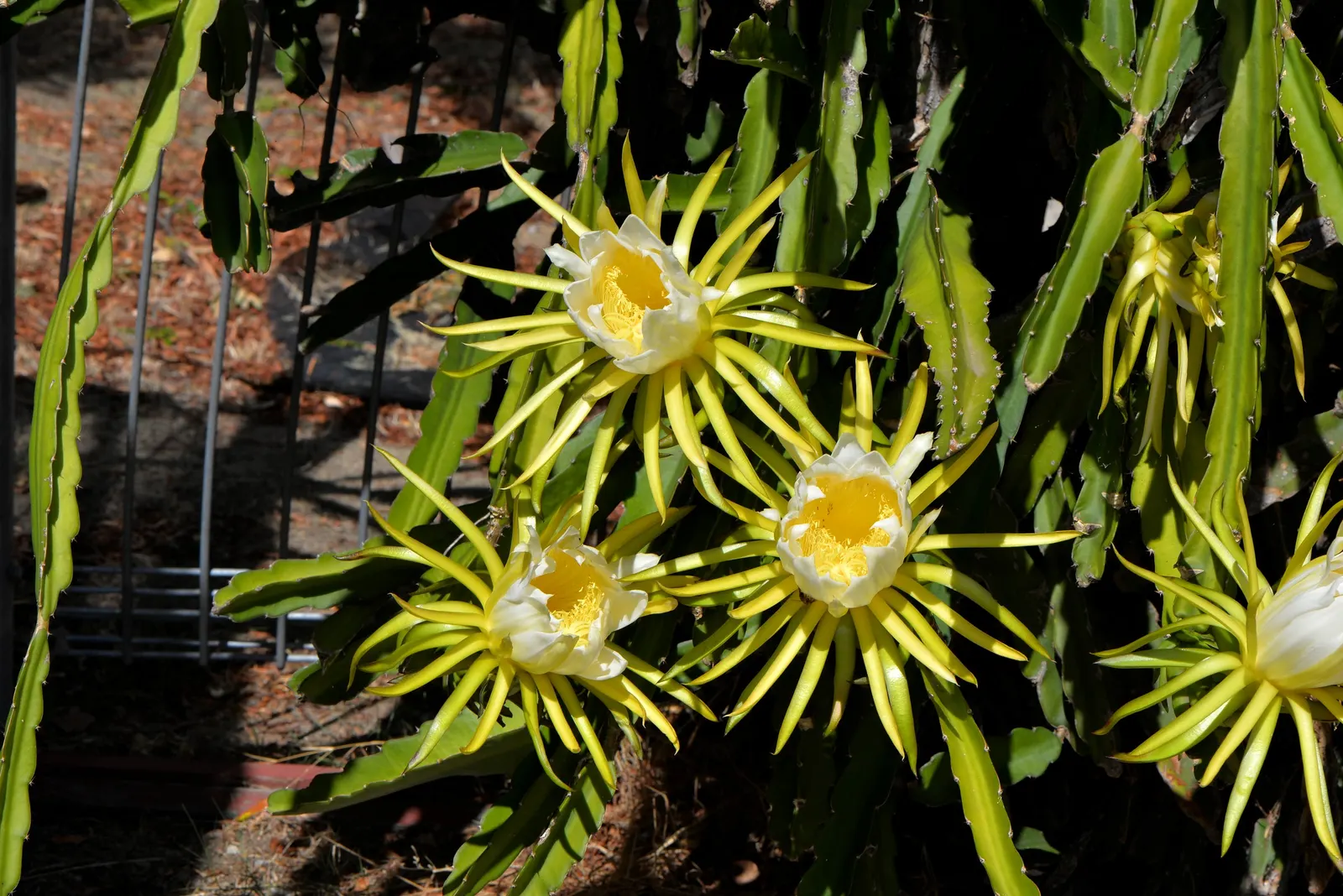 Dragon Fruit (Hylocereus Undatus) — ideally away from high-traffic areas