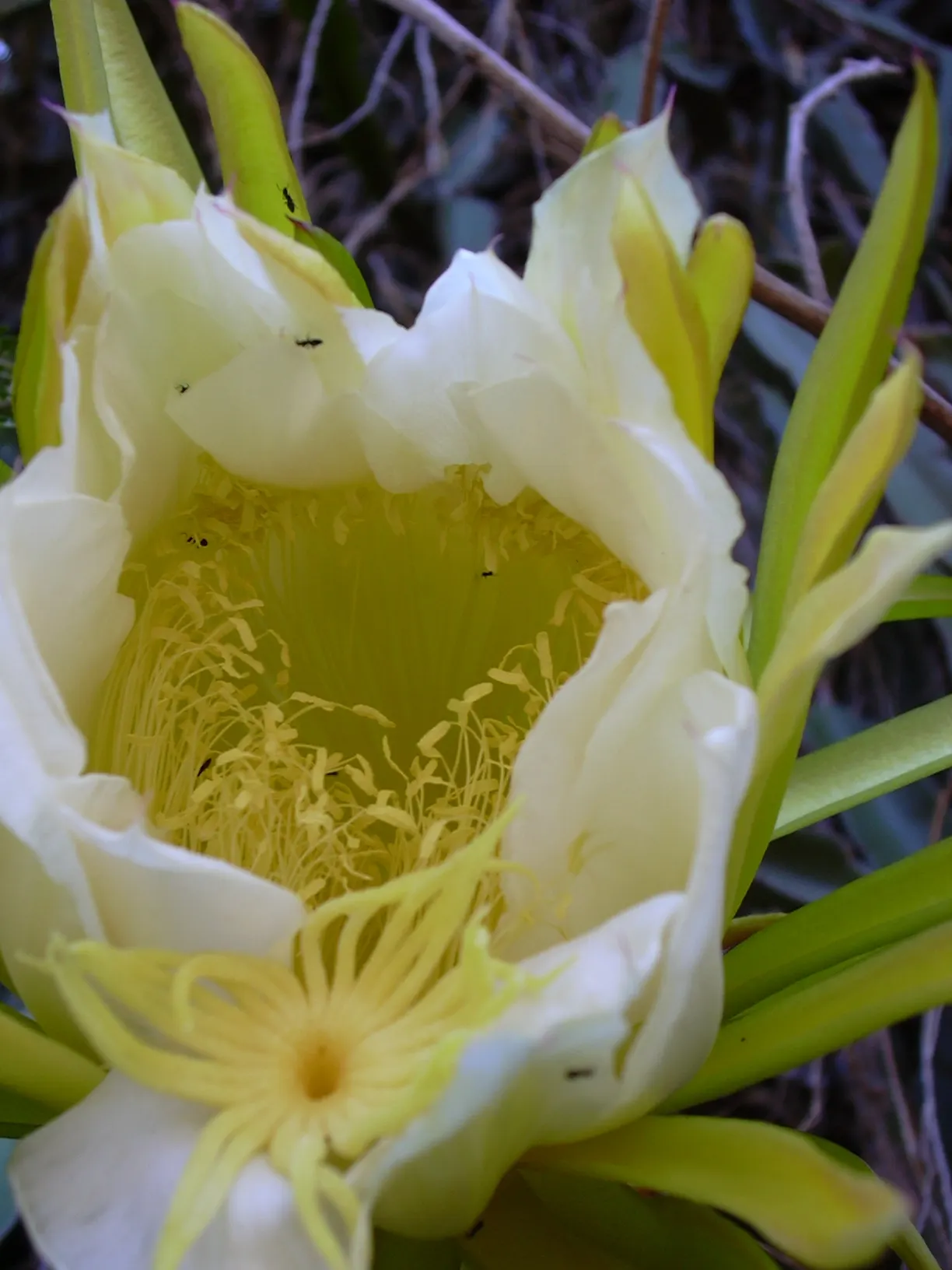 Dragon Fruit (Hylocereus Undatus) — Full sun to partial shade is optimal for growth and fruit production - the more intense the sunlight, image 41