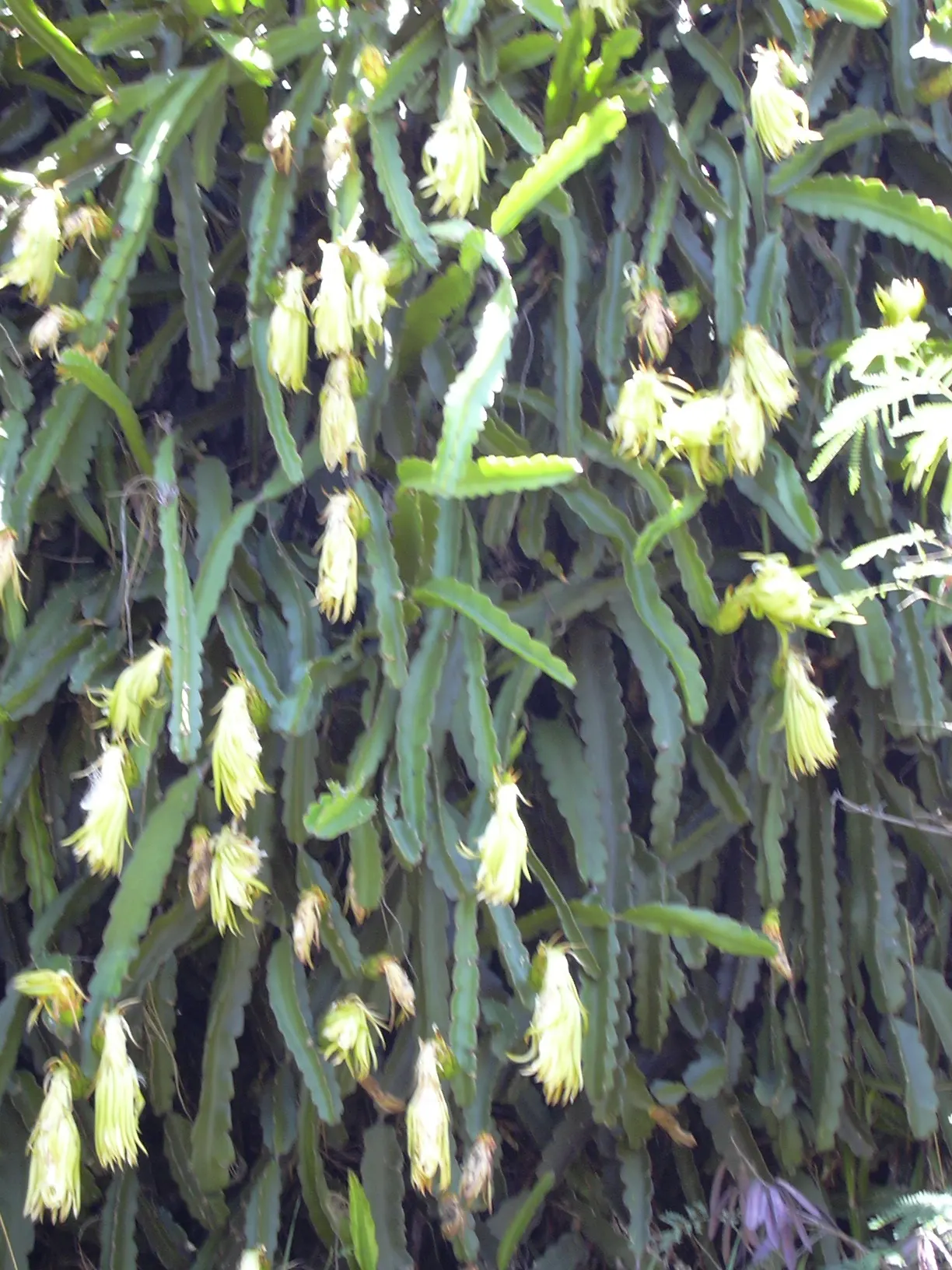 Dragon Fruit (Hylocereus Undatus) — The fruit averages 4 to 6 inches in length and features an eye-catching; as standing water can lead to root rot