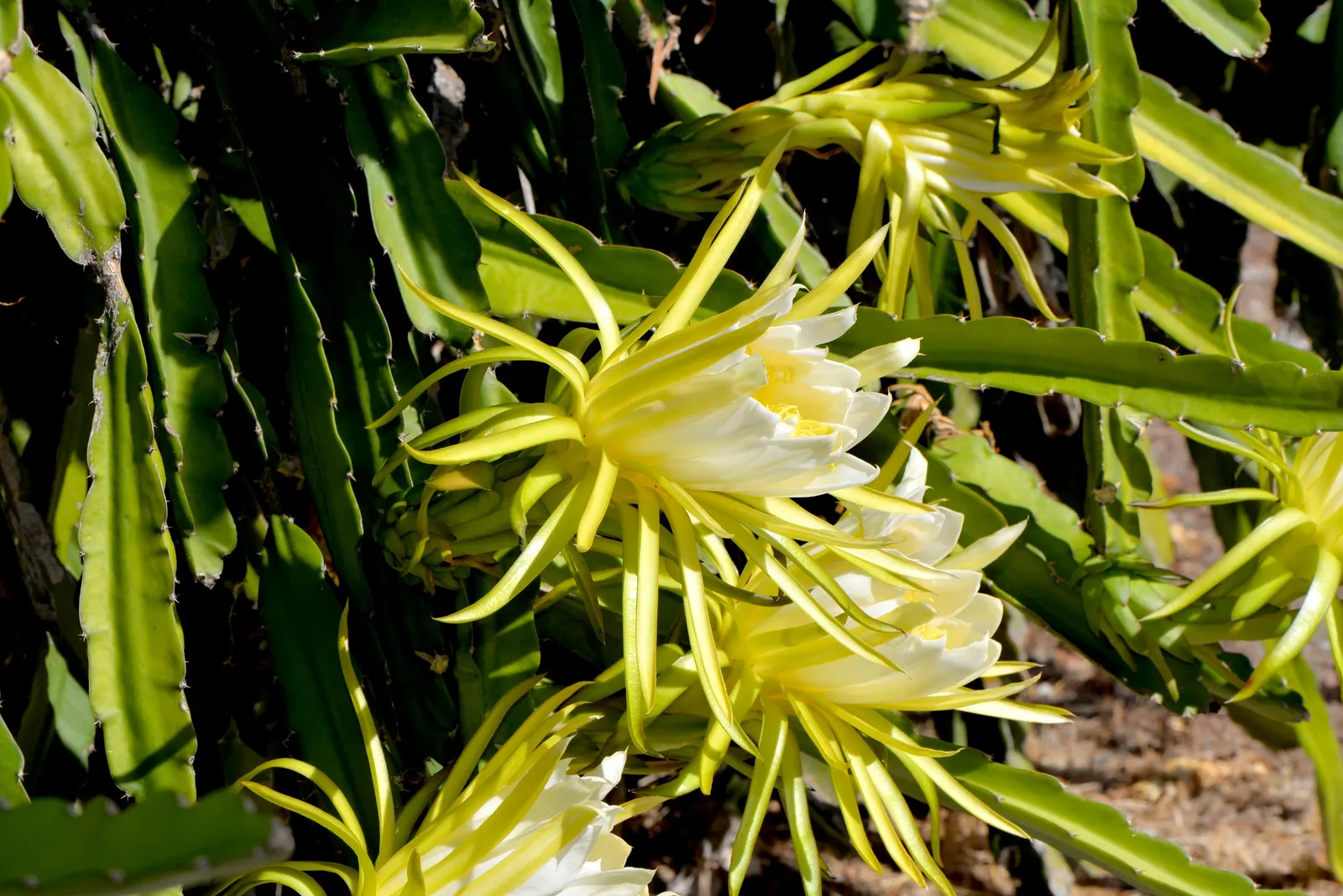 Dragon Fruit (Hylocereus Undatus) — Full sun to partial shade is optimal for growth and fruit production - the more intense the sunlight