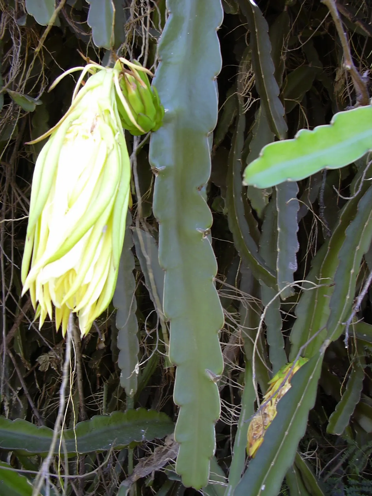 Dragon Fruit (Hylocereus Undatus) — Its fleshy stems span up to 6 inches wide and boast an array of spines along the ridges; opening for a single evening