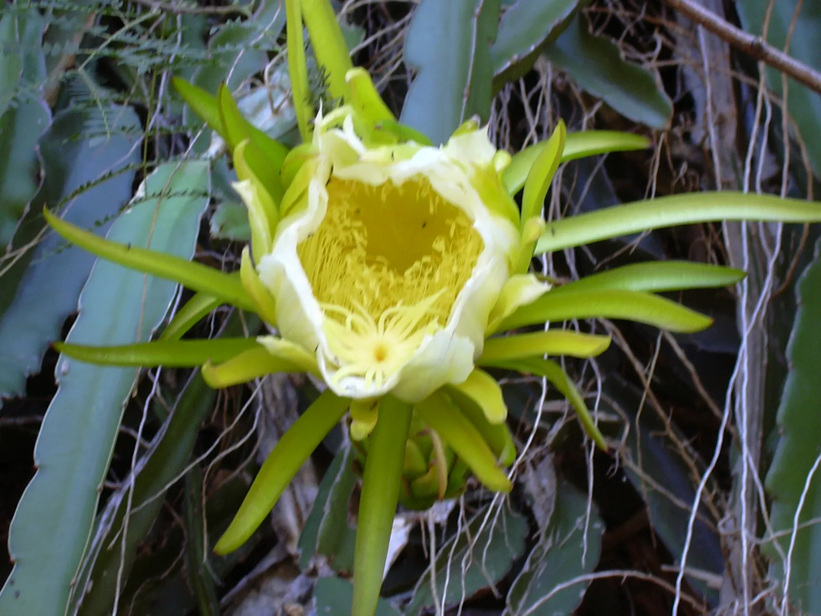 Dragon Fruit (Hylocereus Undatus) — It's drought-tolerant once established but benefits from regular watering during dry periods; offering both aesthetic