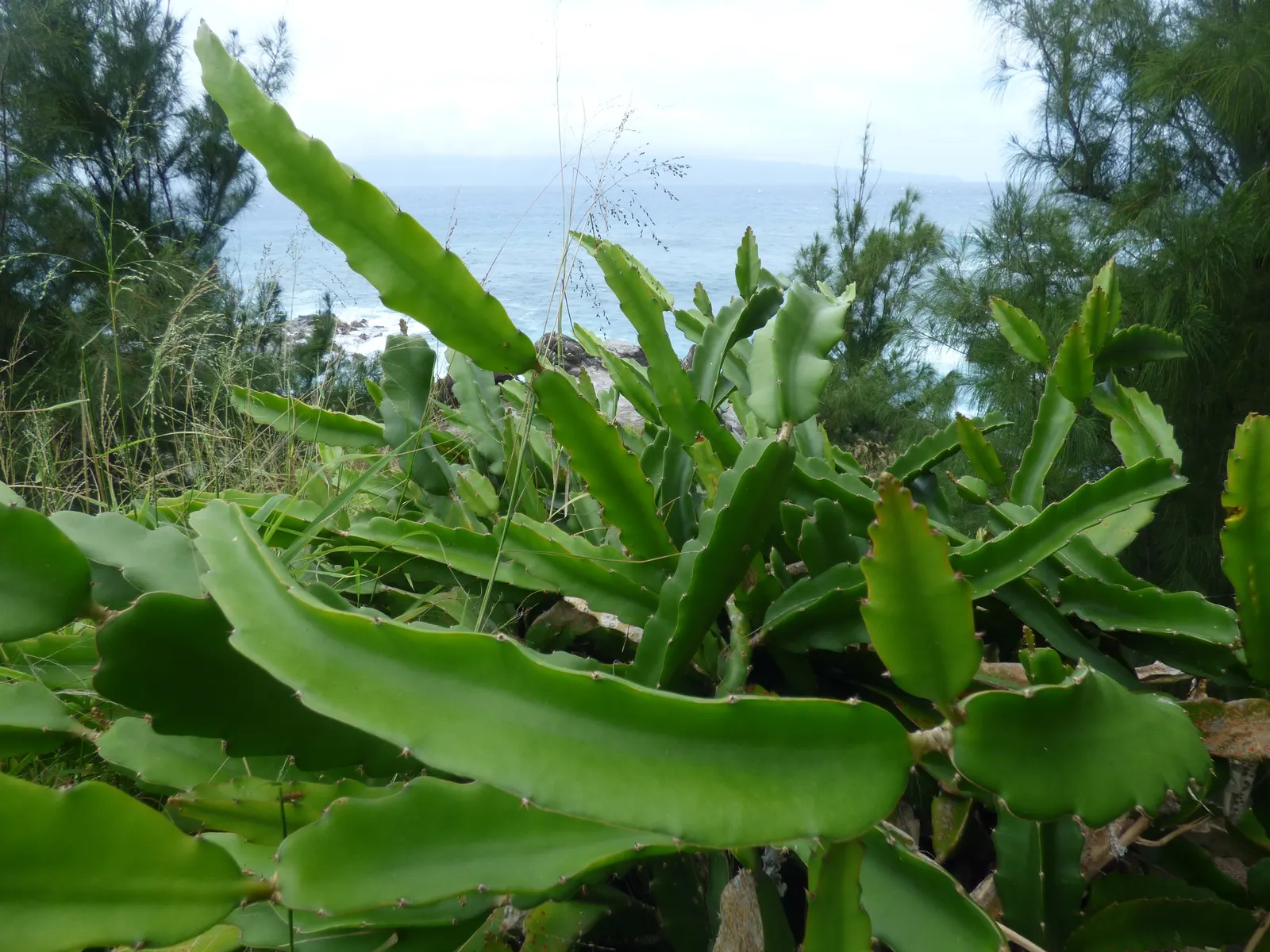 Dragon Fruit (Hylocereus Undatus) — presents a charismatic addition to any landscape; reaching up to 14 inches wide, image 61