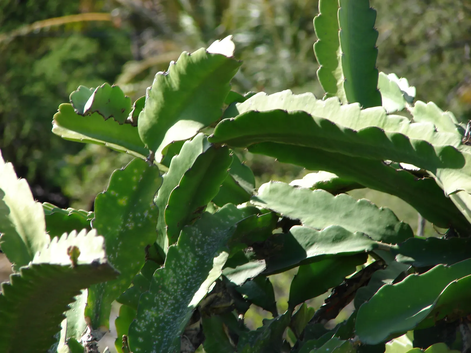 Dragon Fruit (Hylocereus Undatus) — the more fruitful the yields.<br><br>Hylocereus undatus requires well-draining soil; they set the scene for the plant's