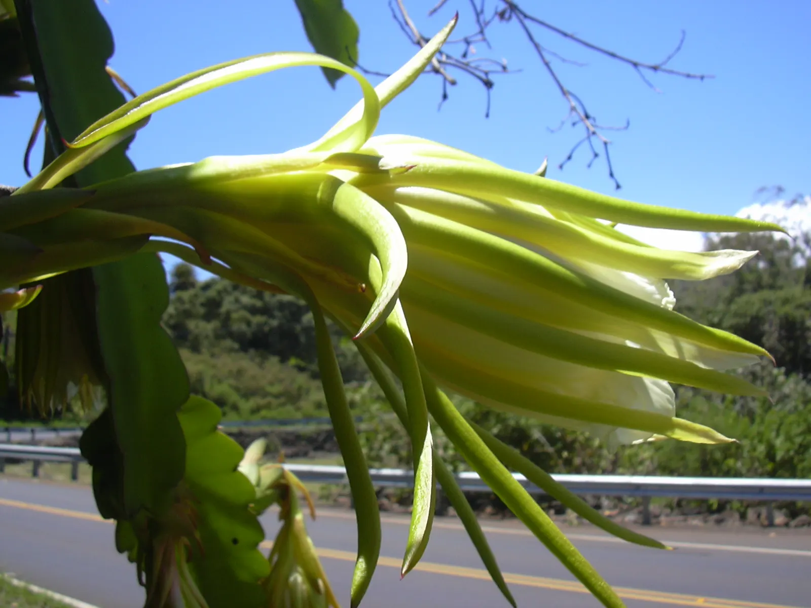 Dragon Fruit (Hylocereus Undatus) — offering both aesthetic allure and tantalizing produce; cactus / vine with violet blooms