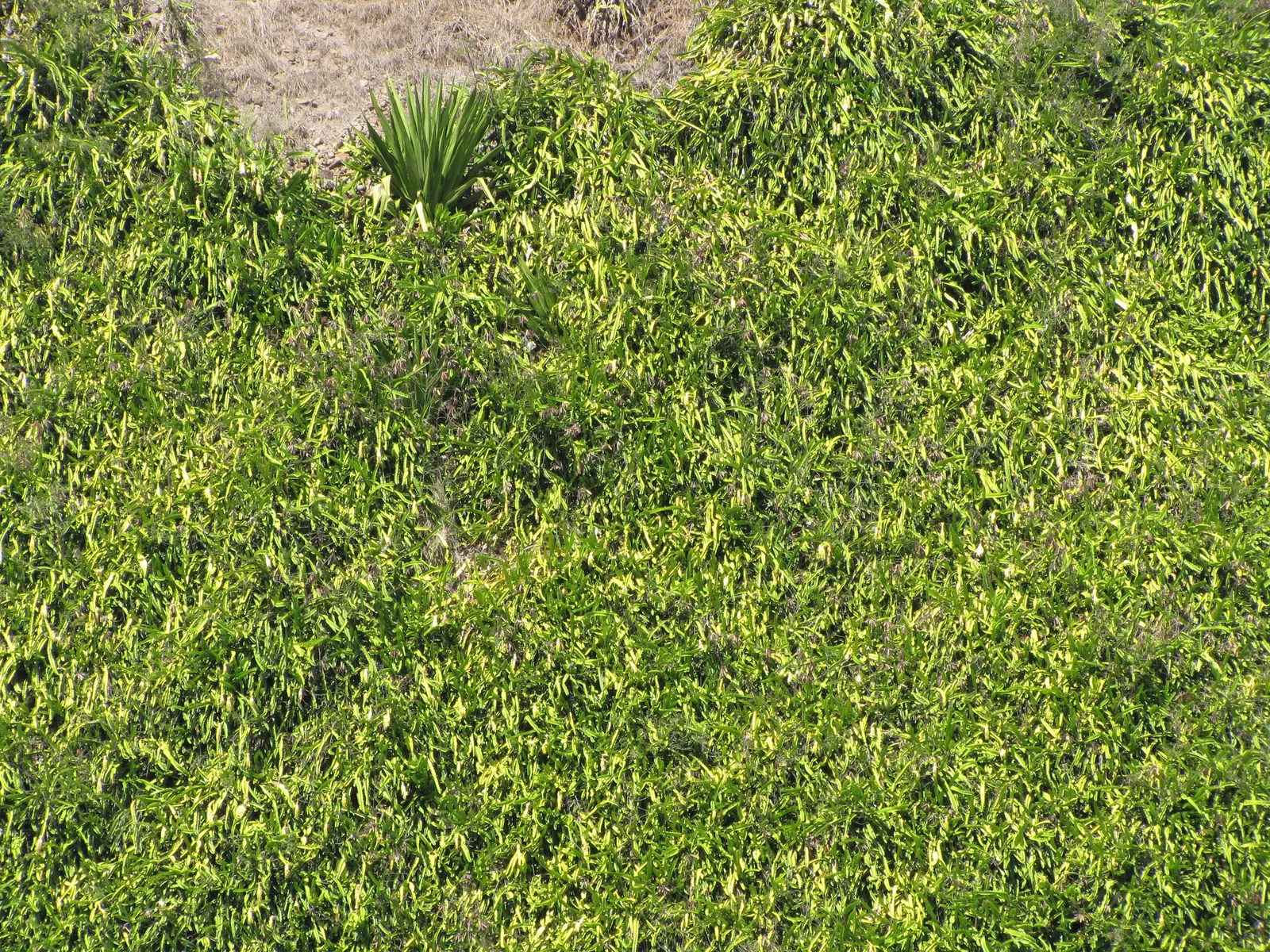 Dragon Fruit (Hylocereus Undatus) — Requires well-draining soil and minimal water once established, image 59