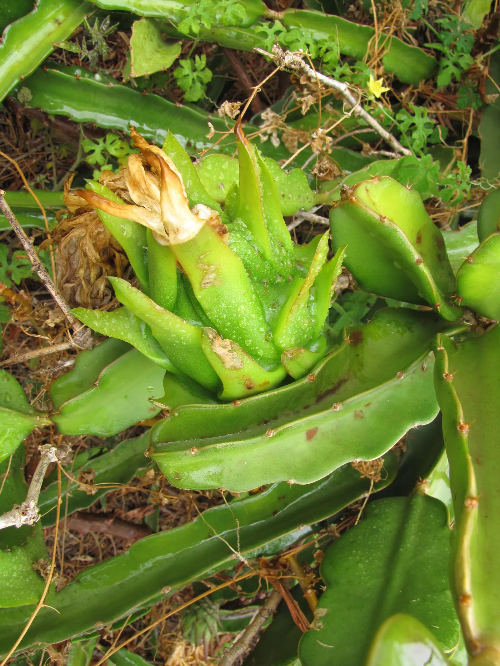 Dragon Fruit (Hylocereus Undatus) — known for its night-blooming flowers and distinctive fruit; unique, ornamental and edible, image 63
