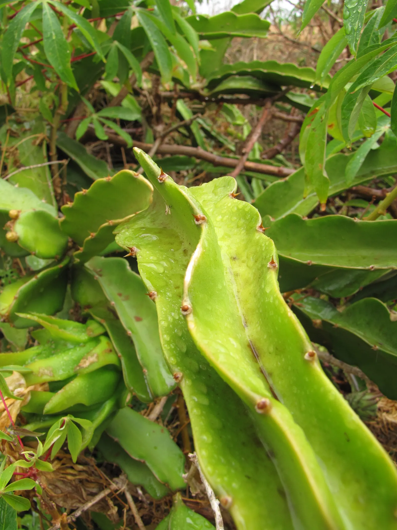 Dragon Fruit (Hylocereus Undatus) — Its fleshy stems span up to 6 inches wide and boast an array of spines along the ridges; opening for a single, image 65
