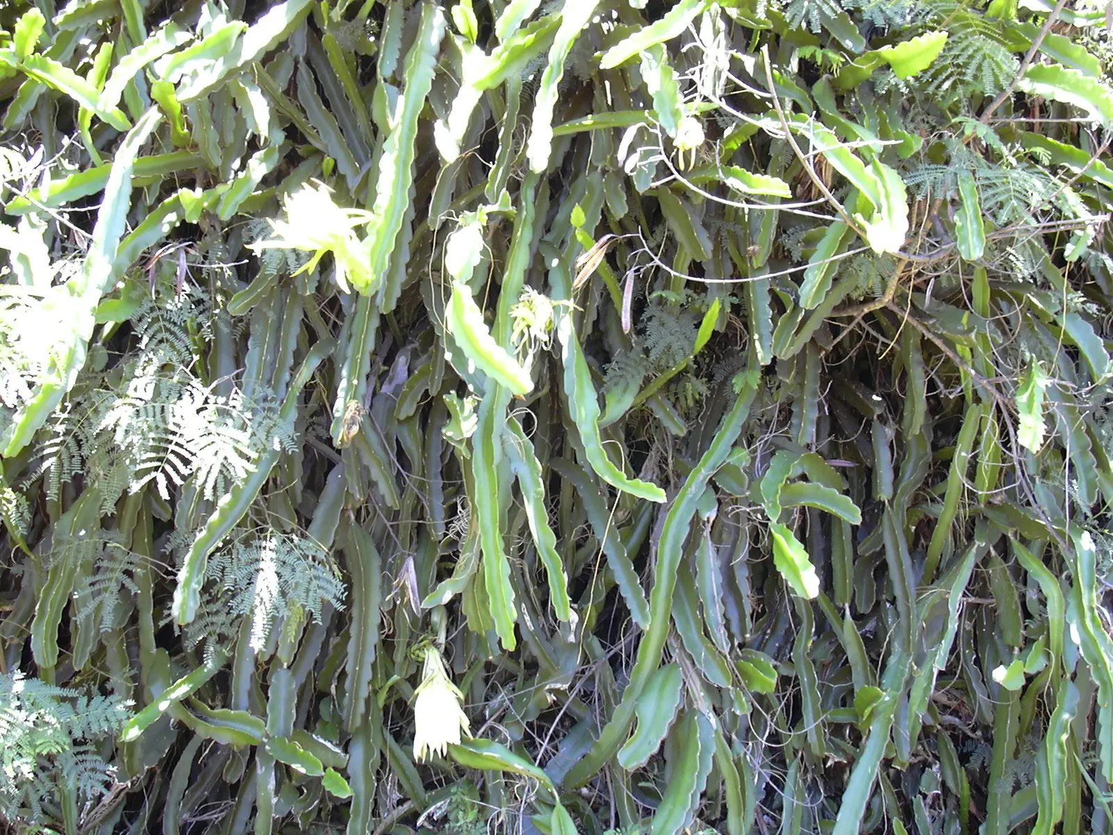 Dragon Fruit (Hylocereus Undatus) — cactus / vine for full; white to bright pink pulp.<br><br>With its exotic presence and sumptuous offerings