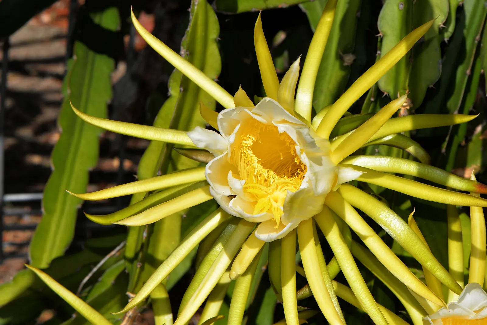 Dragon Fruit (Hylocereus Undatus) — the more fruitful the yields.<br><br>Hylocereus undatus requires well-draining soil