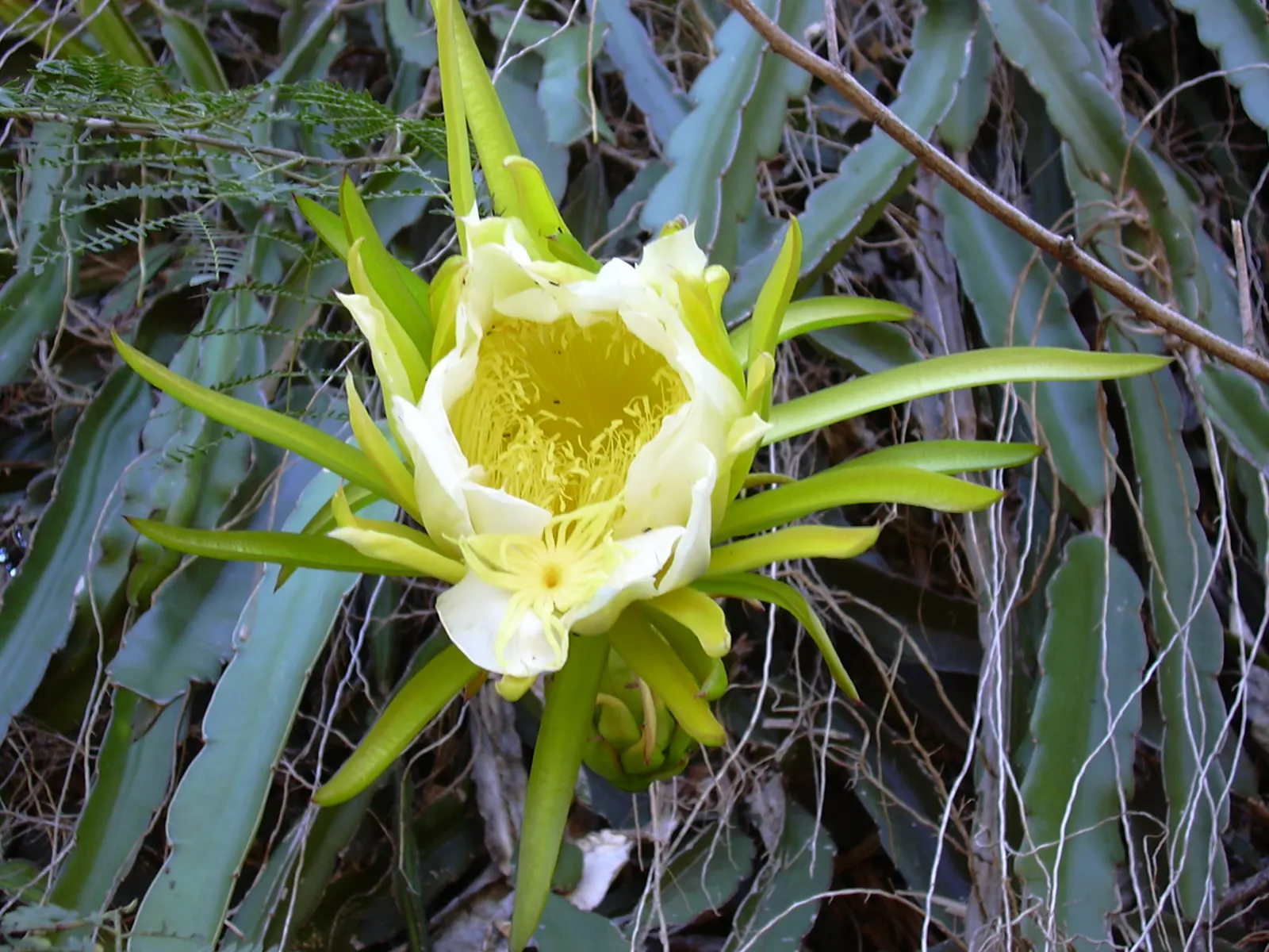 Dragon Fruit (Hylocereus Undatus) — presents a charismatic addition to any landscape; reaching up to 14 inches wide