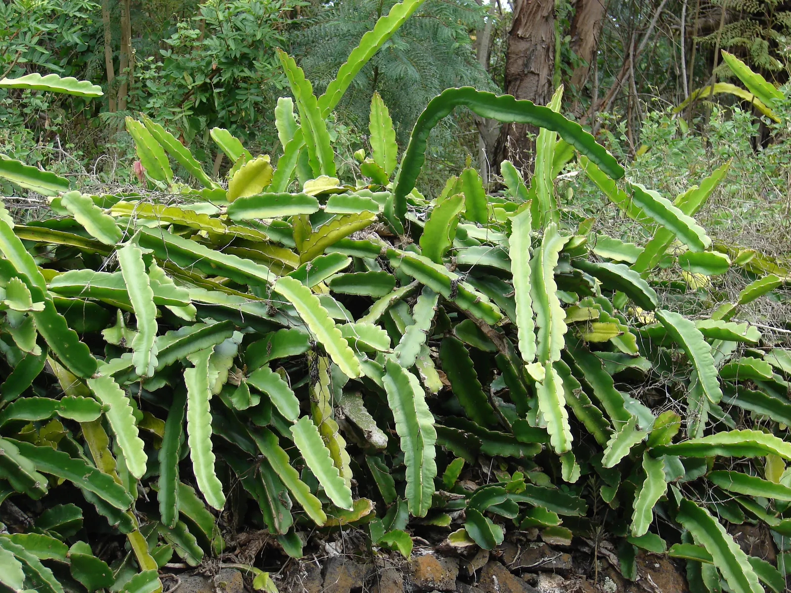 Dragon Fruit (Hylocereus Undatus) — They set the scene for the plant's signature fruit, which matures 30 to 50 days post-pollination; known for its