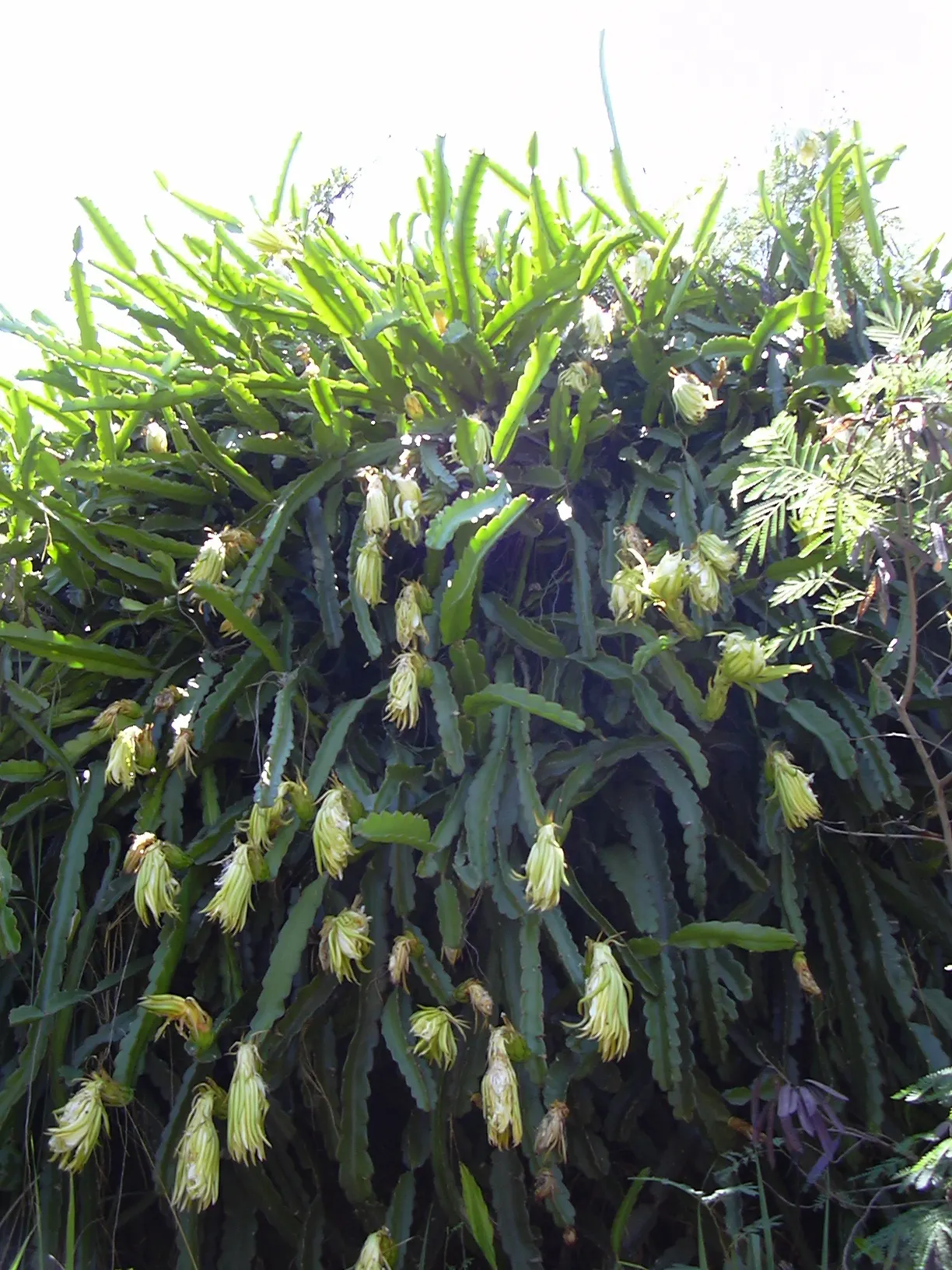 Dragon Fruit (Hylocereus Undatus) — this vining cactus requires a sturdy trellis or framework to climb; ideally away from high-traffic areas