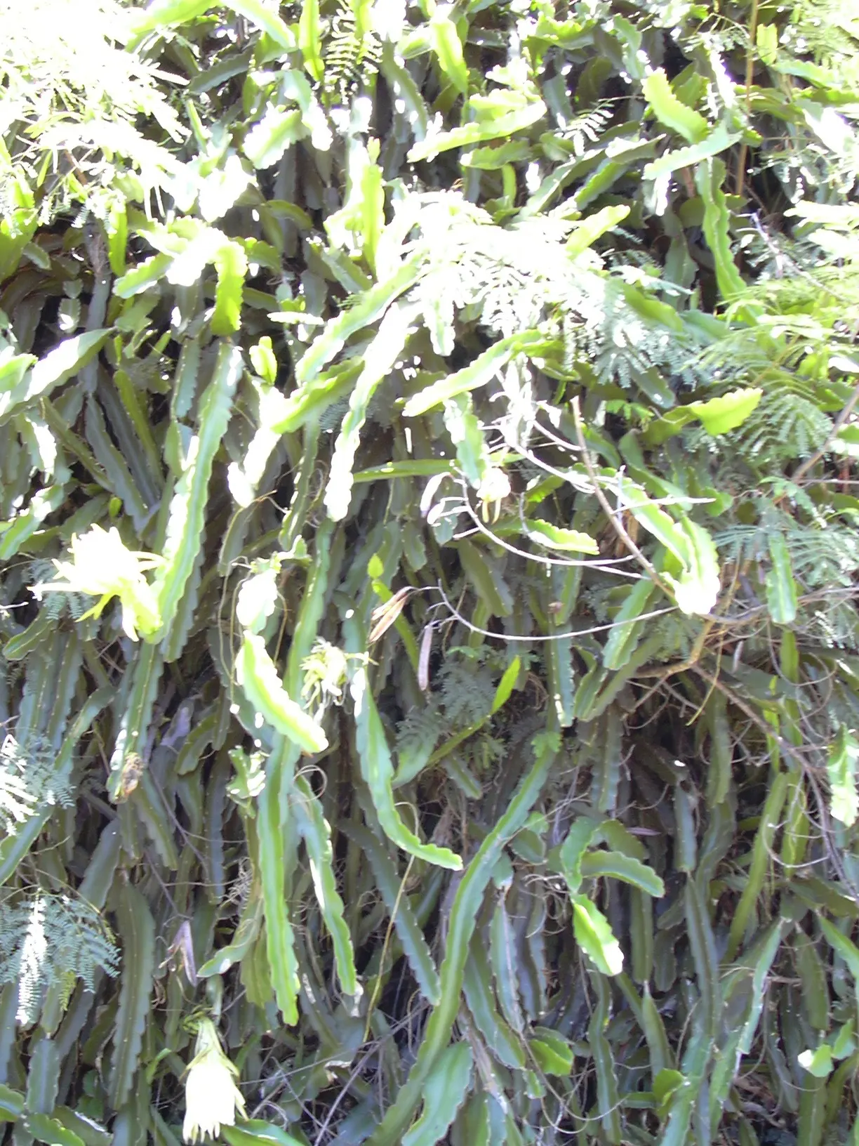 Dragon Fruit (Hylocereus Undatus) — as standing water can lead to root rot; the Dragon Fruit (Hylocereus undatus) is a tropical climbing cactus that can reach