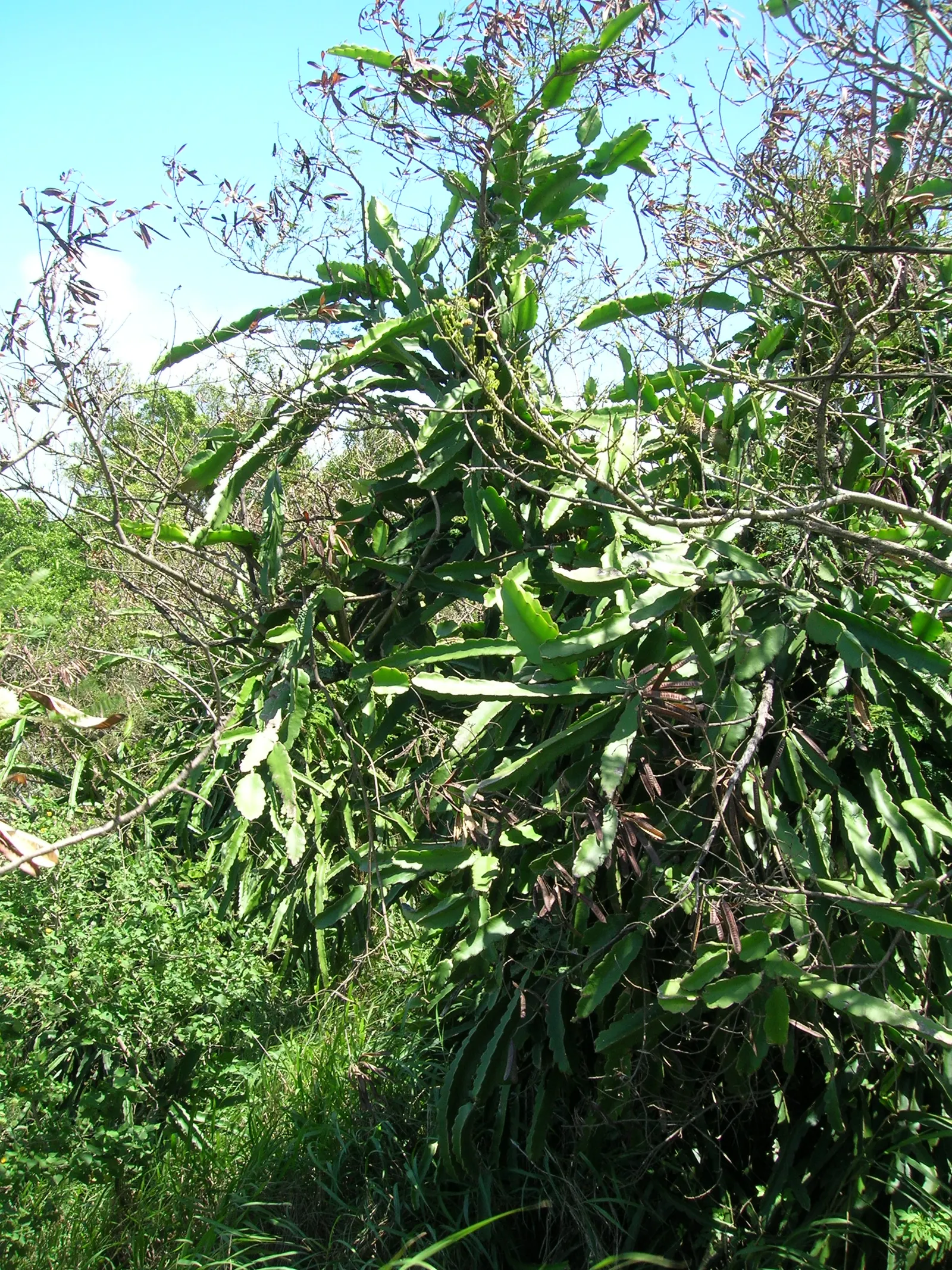 Dragon Fruit (Hylocereus Undatus) — It thrives in warm climates (USDA zones 10-11) with full to partial sun; its fleshy stems span up to 6 inches, image 56