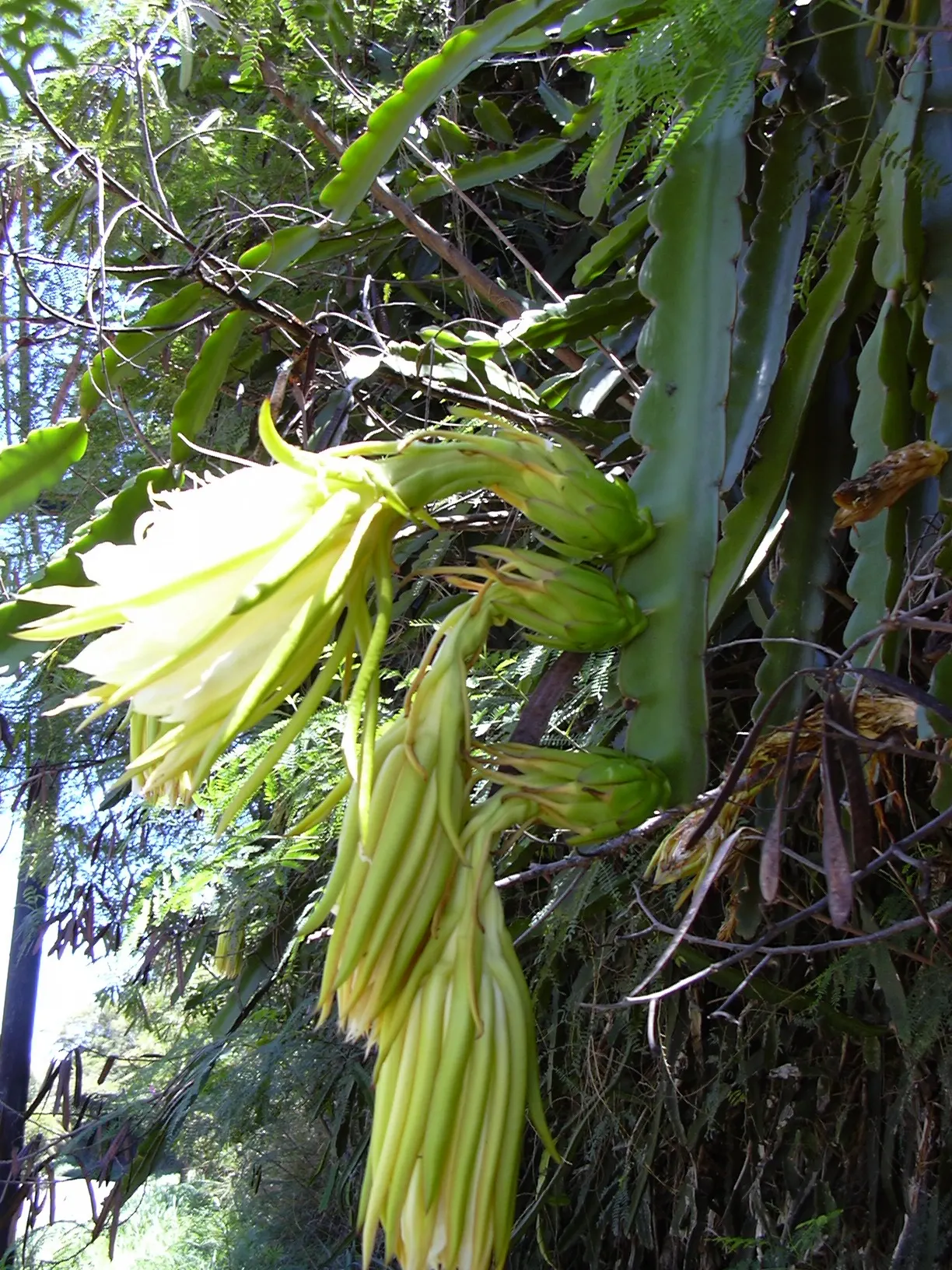 Dragon Fruit (Hylocereus Undatus) — fleshy red and green exterior, image 50