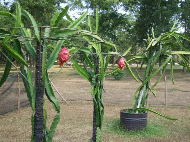 Dragon Fruit (Hylocereus Undatus) — reaching up to 14 inches wide; the fruit averages 4 to 6 inches in length and features an eye-catching