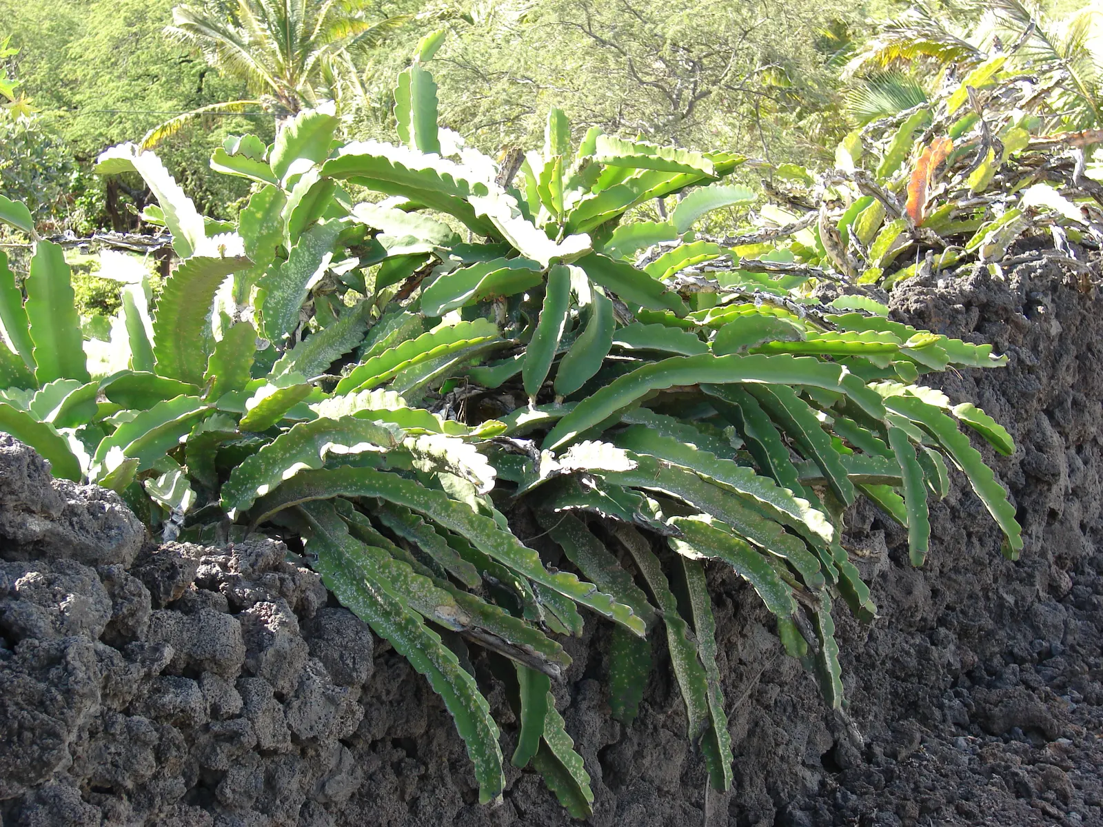 Dragon Fruit (Hylocereus Undatus) — nocturnal blooms are up to 14 inches wide; monthly fertilization with a balanced, low-nitrogen blend during the, image 57