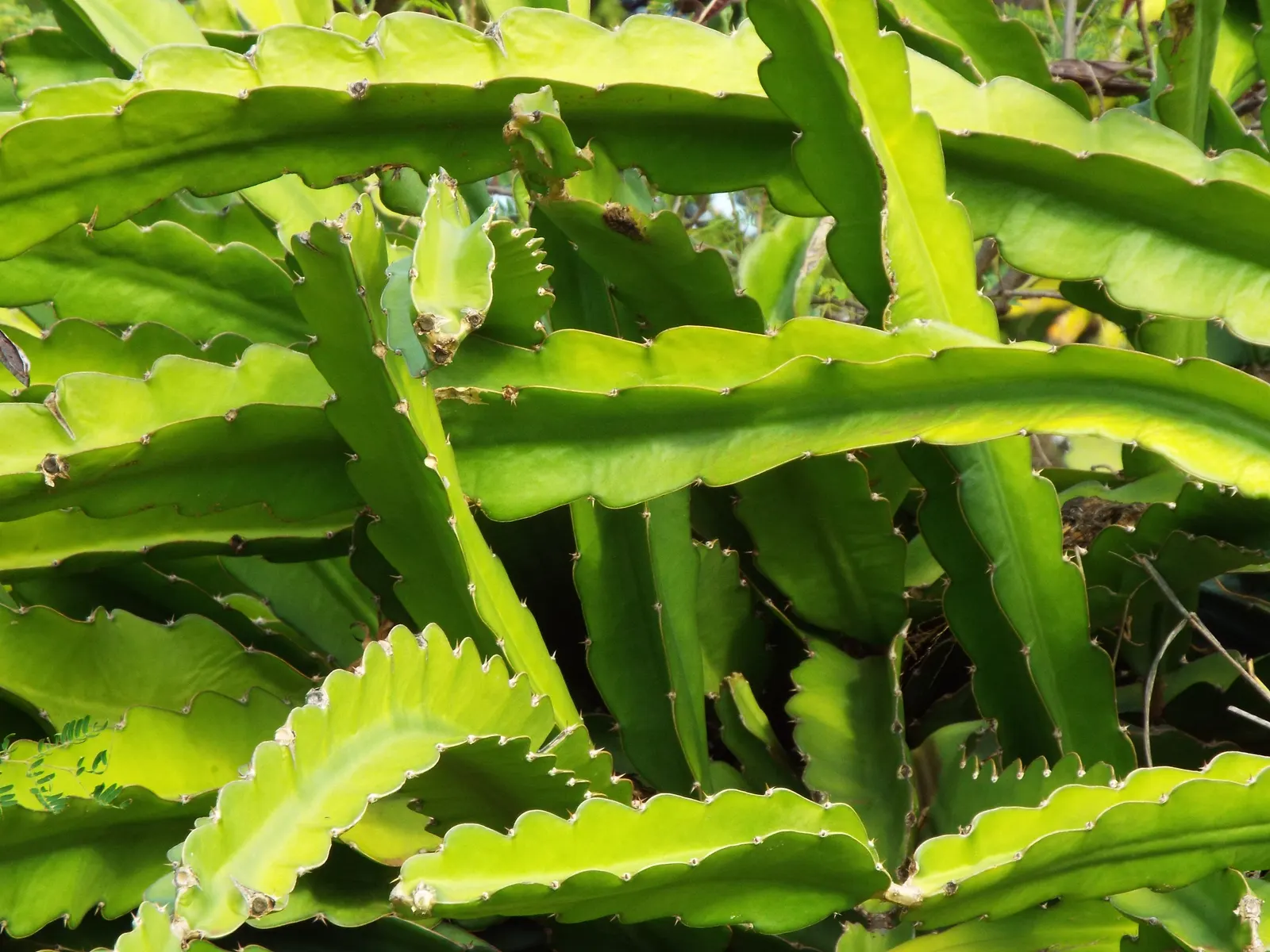 Dragon Fruit (Hylocereus Undatus) — Unique, ornamental and edible; warranting careful placement in the garden, image 60