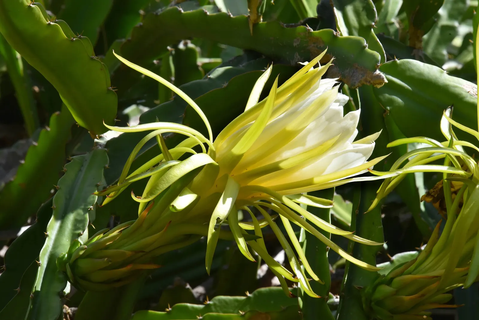 Dragon Fruit (Hylocereus Undatus) — warranting careful placement in the garden
