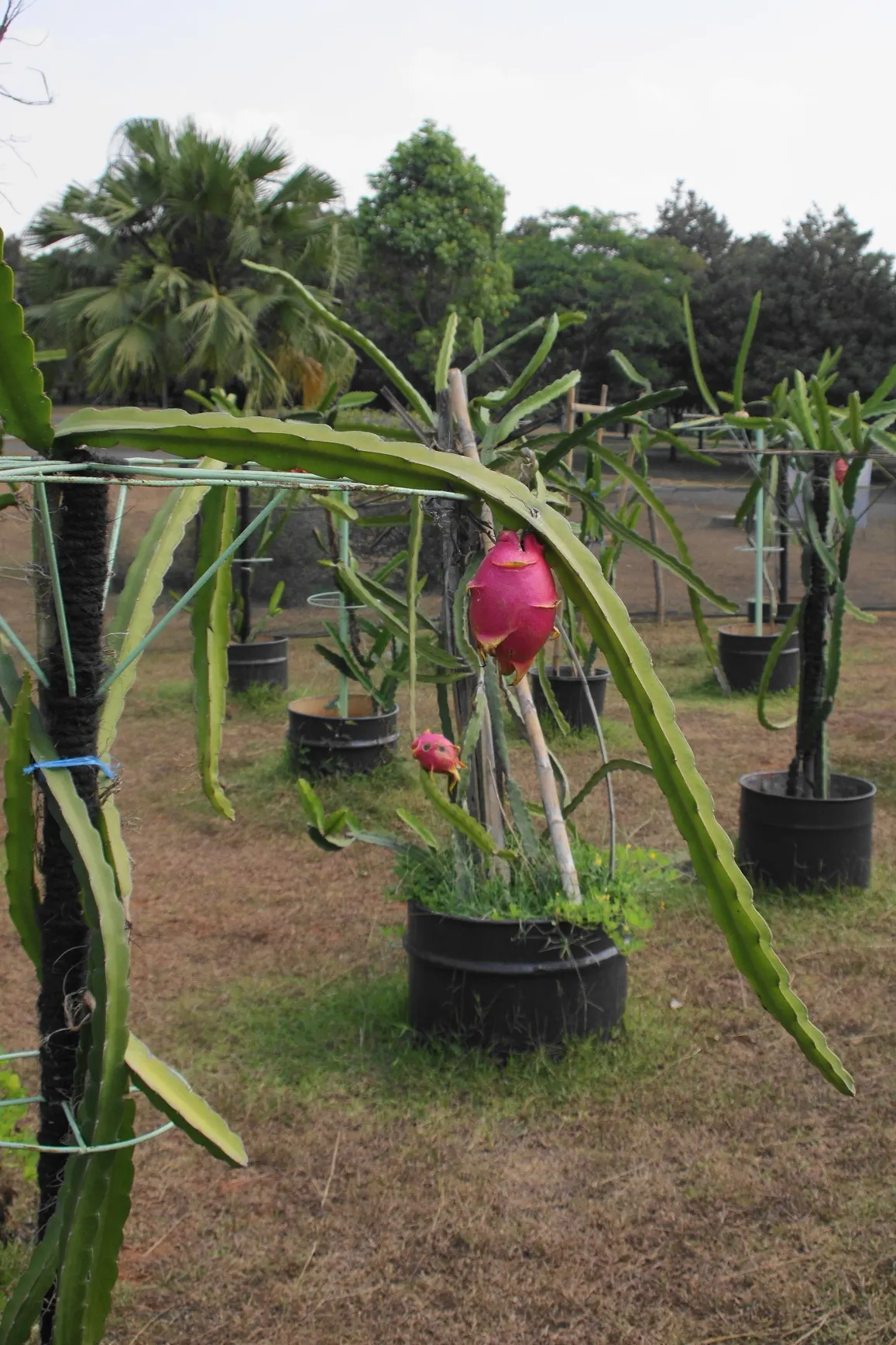 Dragon Fruit (Hylocereus Undatus) — known for its night-blooming flowers and distinctive fruit; unique, ornamental and edible
