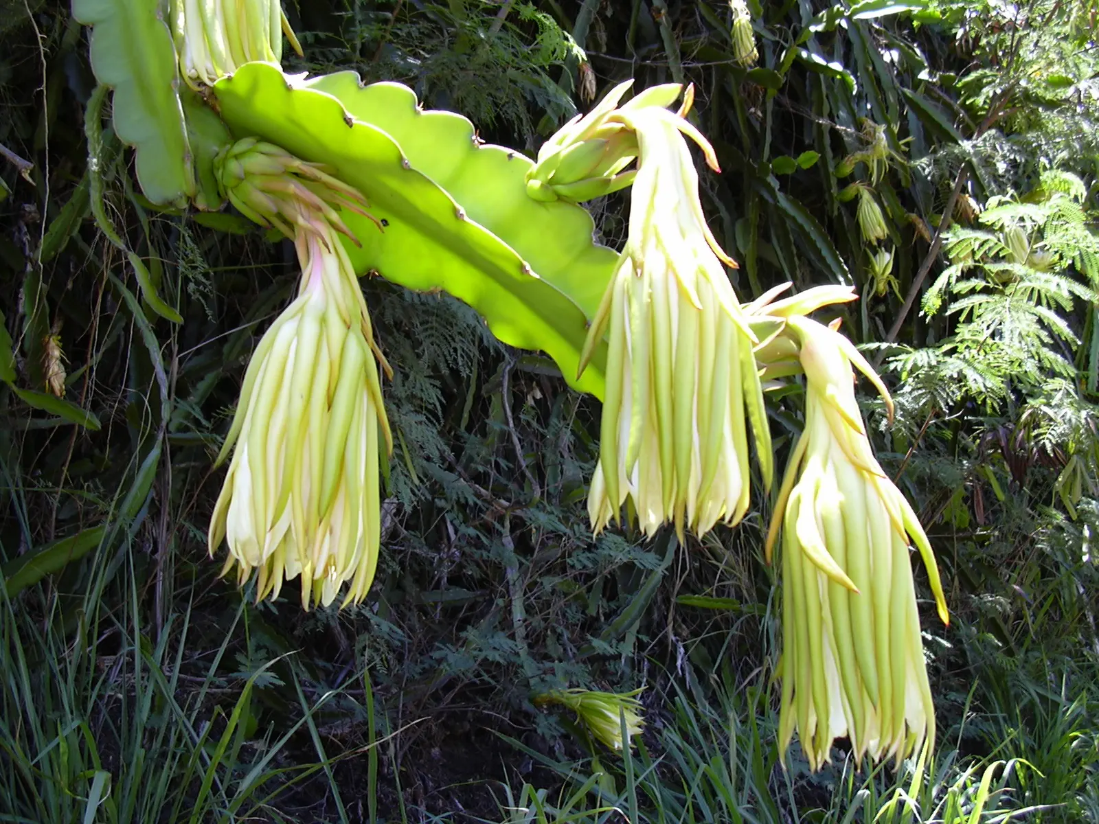Dragon Fruit (Hylocereus Undatus) — violet flowers in the garden; this vining cactus requires a sturdy trellis or framework to climb