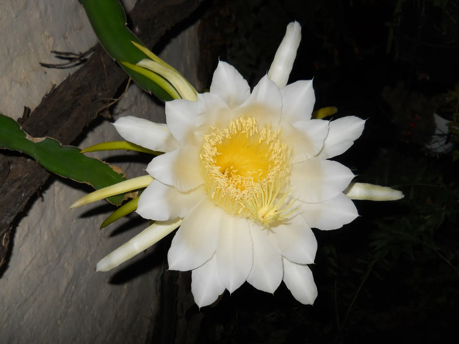 Dragon Fruit (Hylocereus Undatus) — Unique, ornamental and edible; warranting careful placement in the garden
