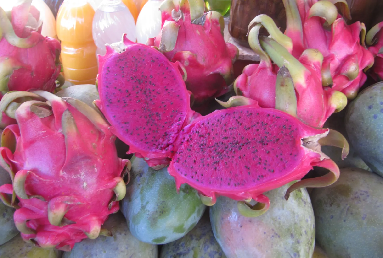 Dragon Fruit (Hylocereus Undatus) — The Dragon Fruit (Hylocereus undatus) is a tropical climbing cactus that can reach up to 20 feet