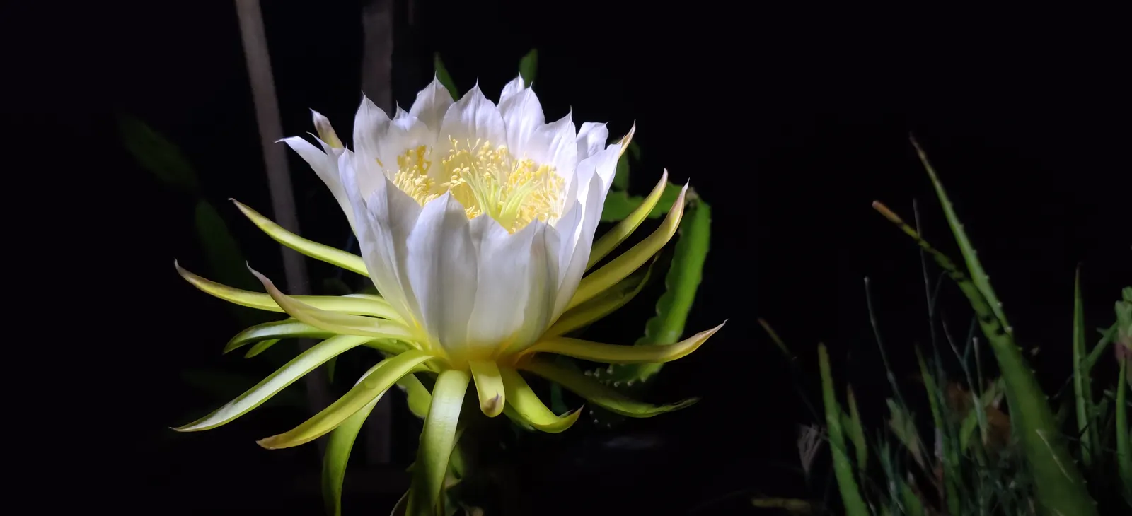 Dragon Fruit (Hylocereus Undatus) — Requires well-draining soil and minimal water once established, image 32