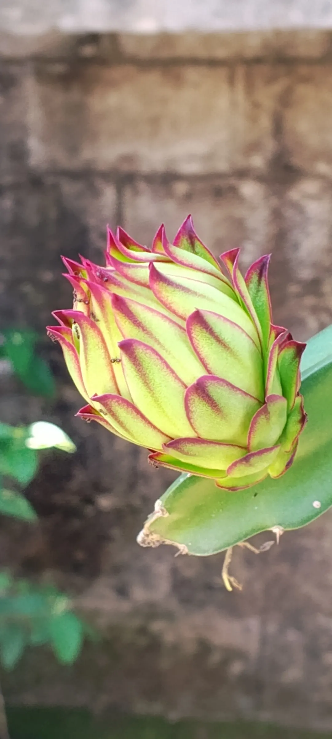 Dragon Fruit (Hylocereus Undatus) — while its striking fruit features a bright pink rind with sweet