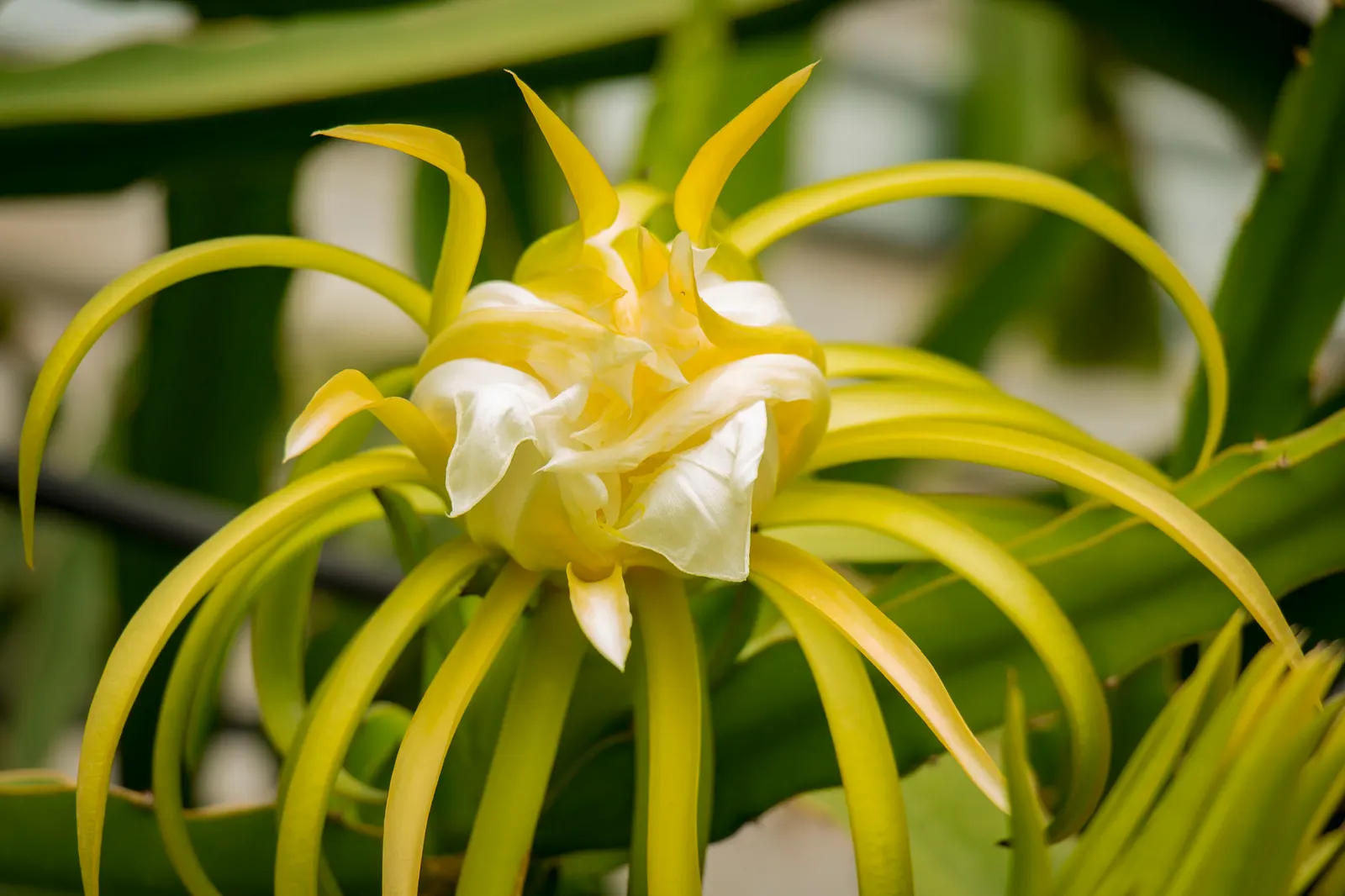 Dragon Fruit (Hylocereus Undatus) — Unique, ornamental and edible
