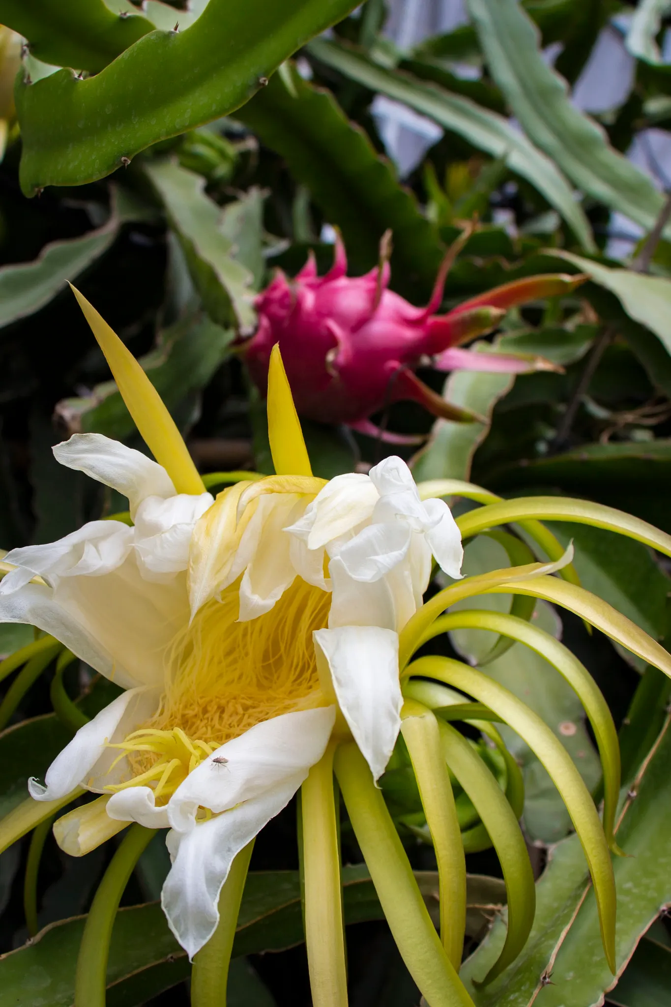 Dragon Fruit (Hylocereus Undatus) — Requires well-draining soil and minimal water once established