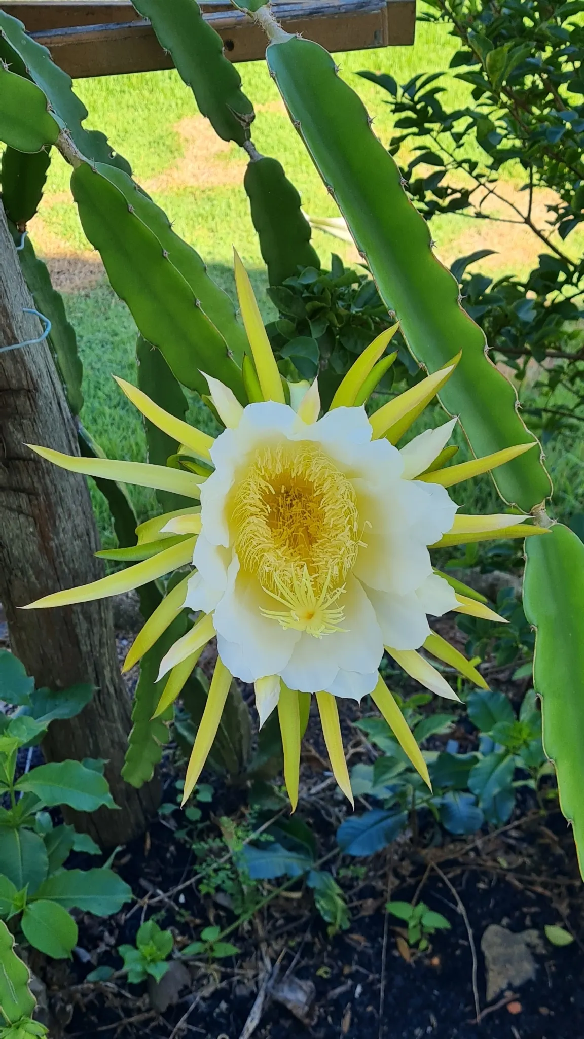 Dragon Fruit (Hylocereus Undatus) — while its striking fruit features a bright pink rind with sweet; violet flowers in the garden