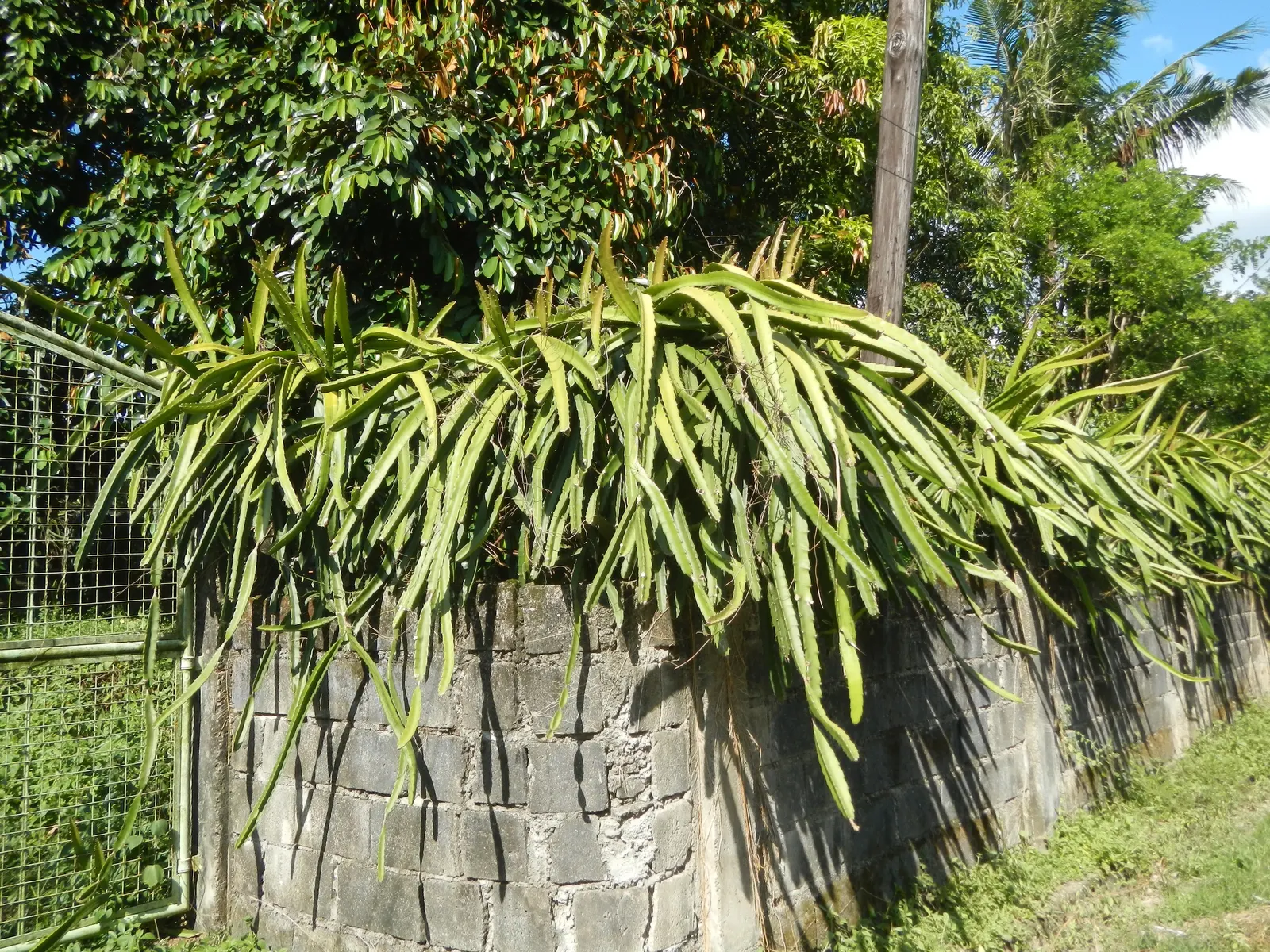 Dragon Fruit (Hylocereus Undatus) — offering both aesthetic allure and tantalizing produce